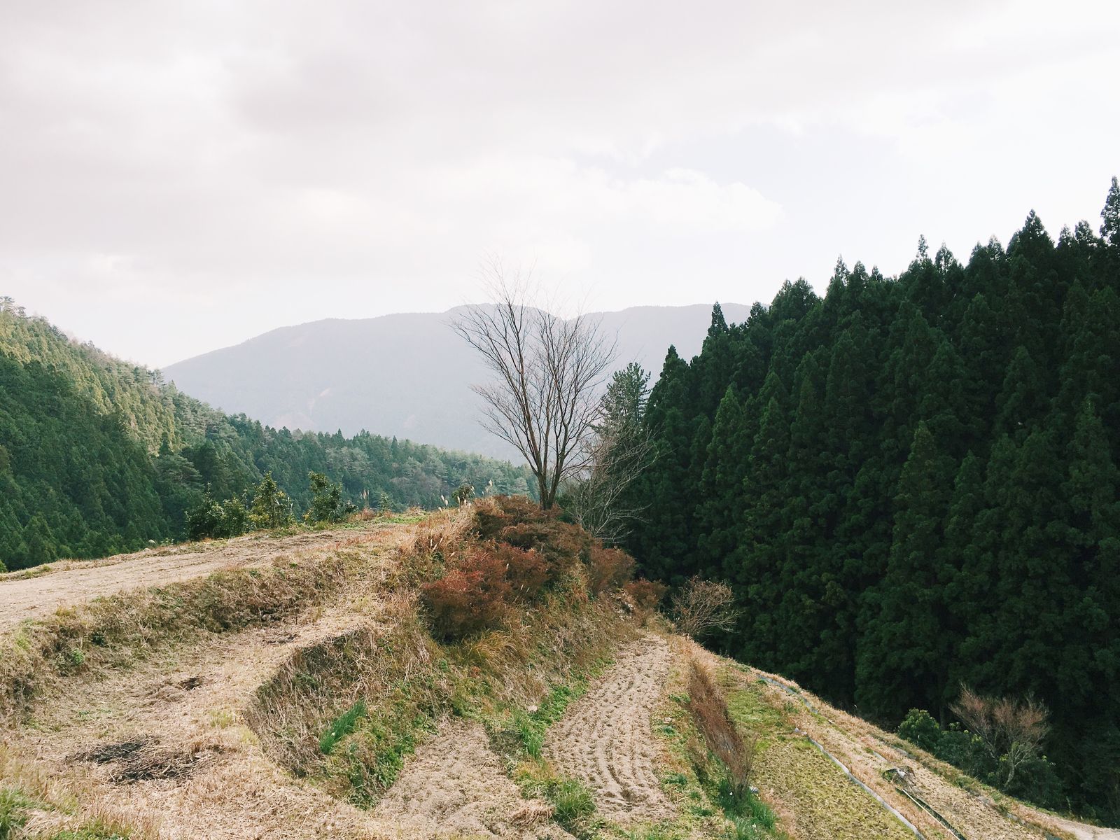 © Maki Hayashida - Kamiyama, Tokushima, 2015