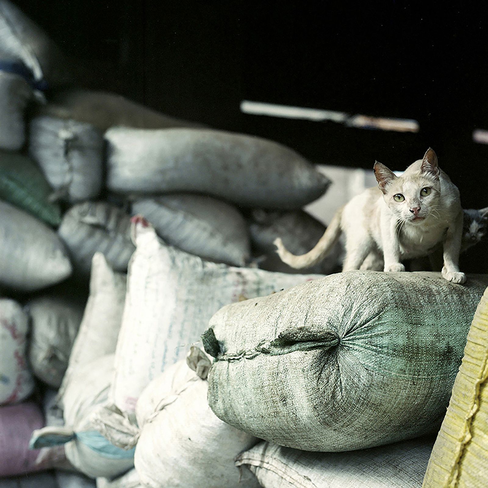 © Loulou d’Aki - Cairo cat on a pile of jute bags in Mukkatam, also called Garbage city, in Cairo.