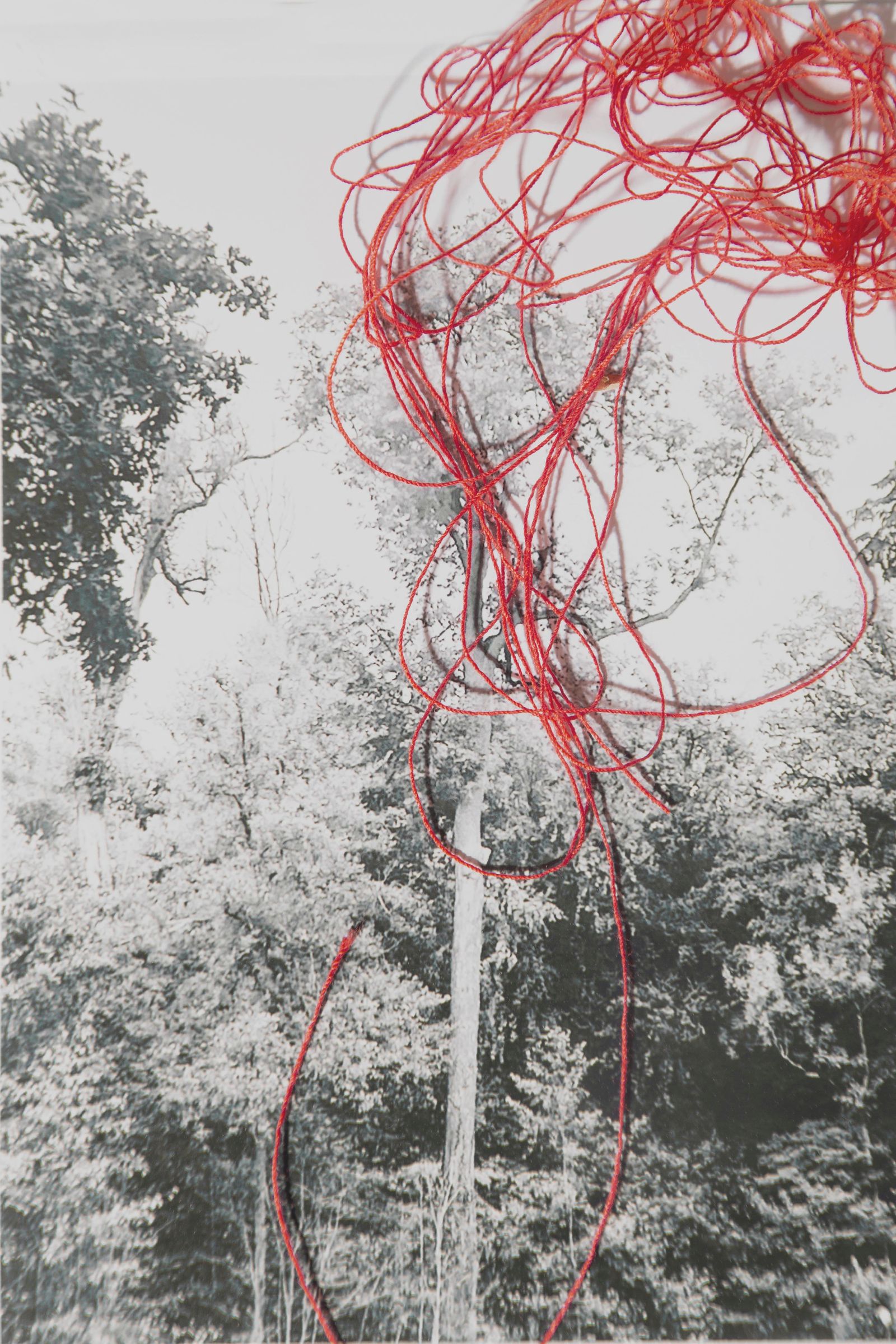 © Alice de Kruijs - Image from the 自然の摂理 | Natures Way photography project