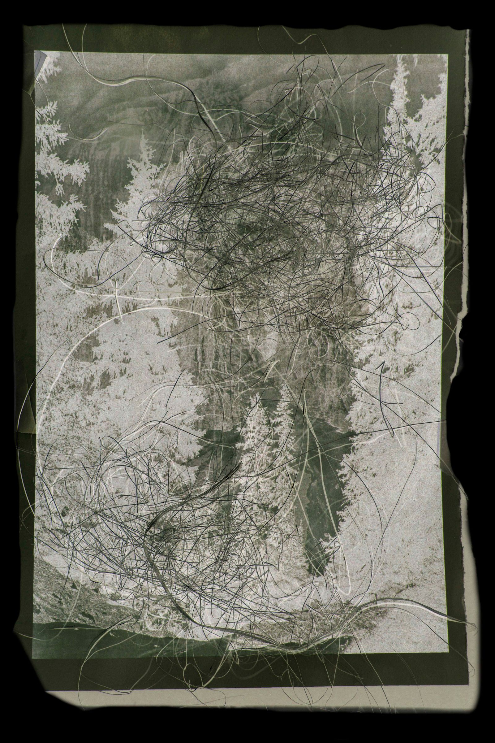 © Alice de Kruijs - Image from the 自然の摂理 | Natures Way photography project