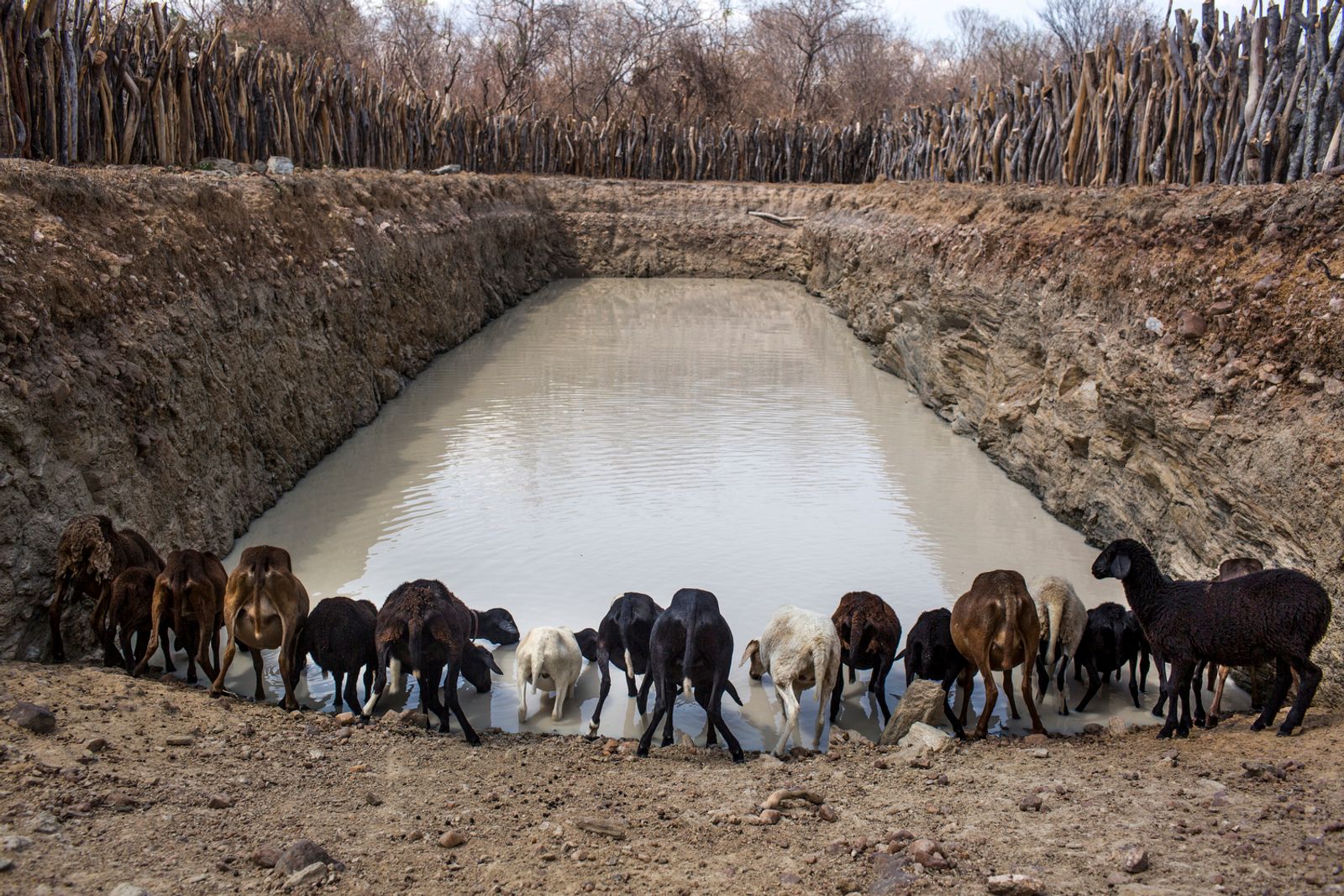 © Lianne Milton - Image from the Hinterland: Stories from the Caatinga photography project