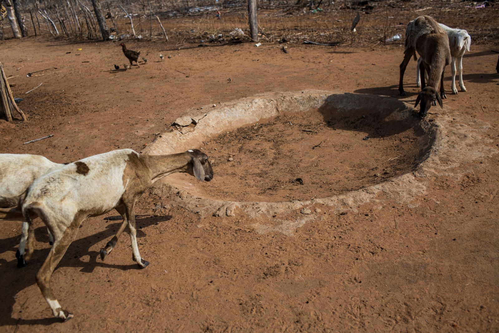 © Lianne Milton - Image from the Hinterland: Stories from the Caatinga photography project