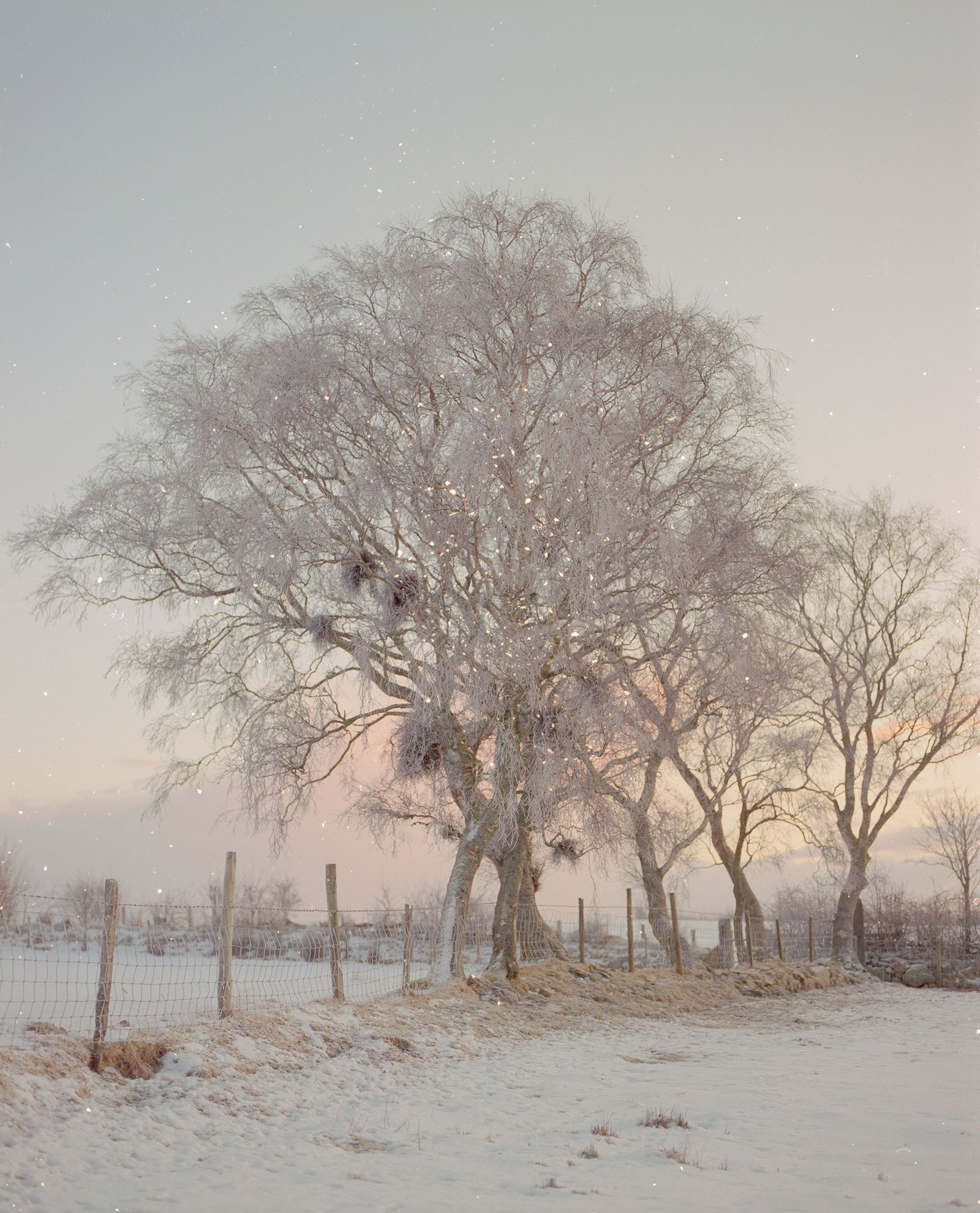 © Polly Tootal