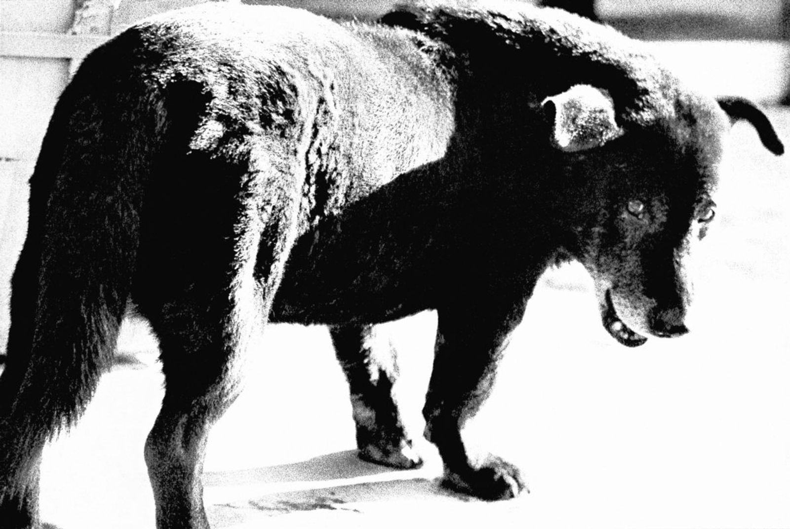 © Daido Moriyama