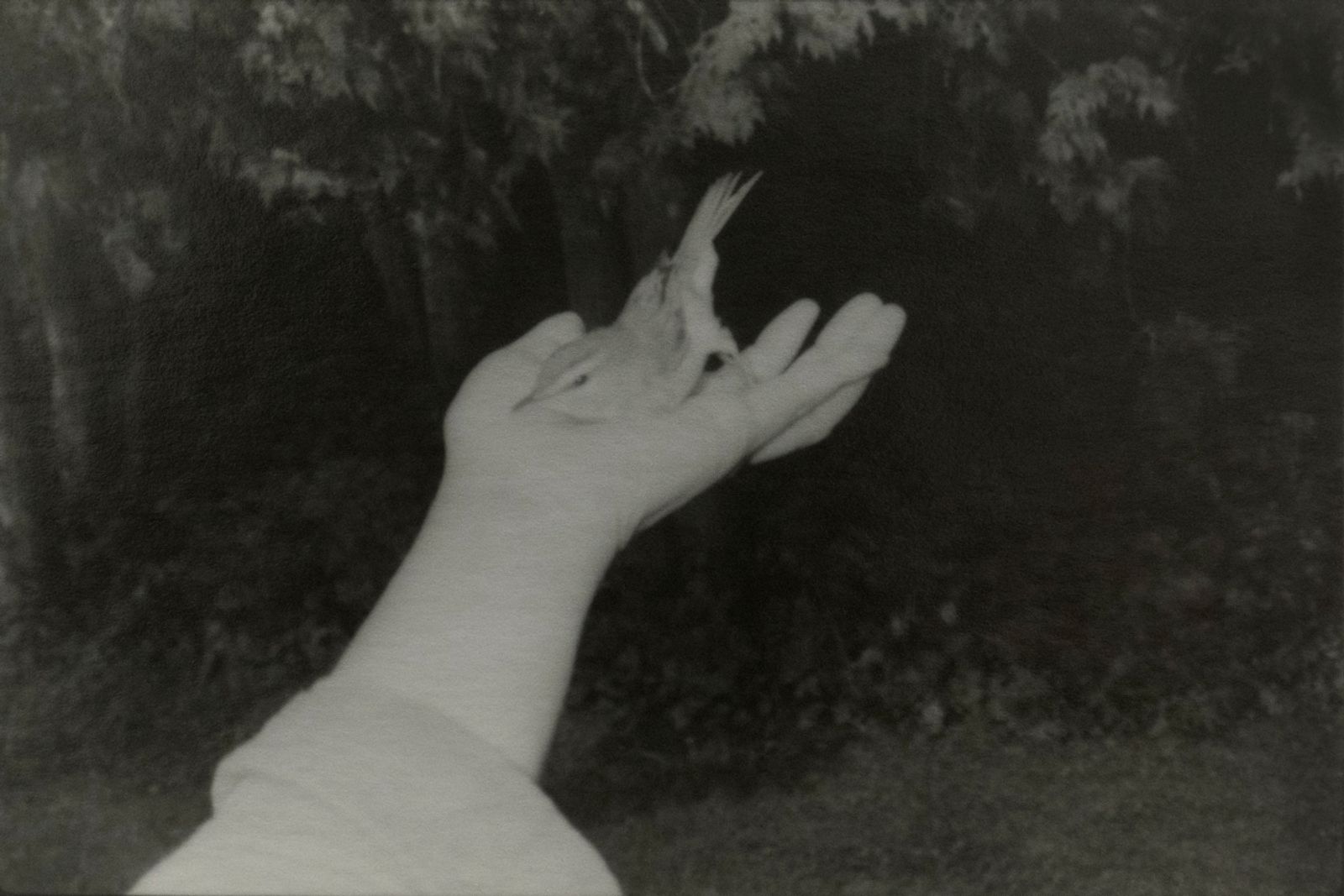 © Chieko Shiraishi