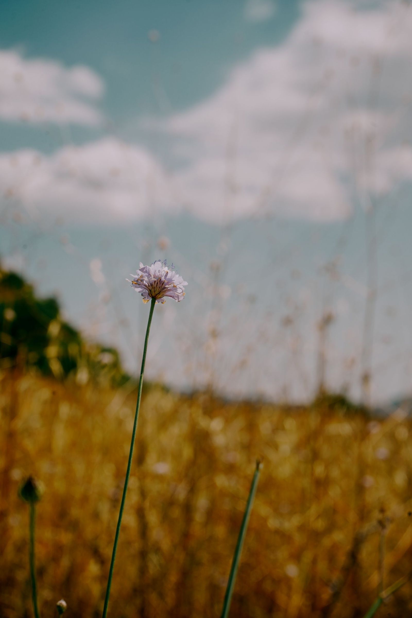 © Domenico Matera - Image from the a New Friend photography project