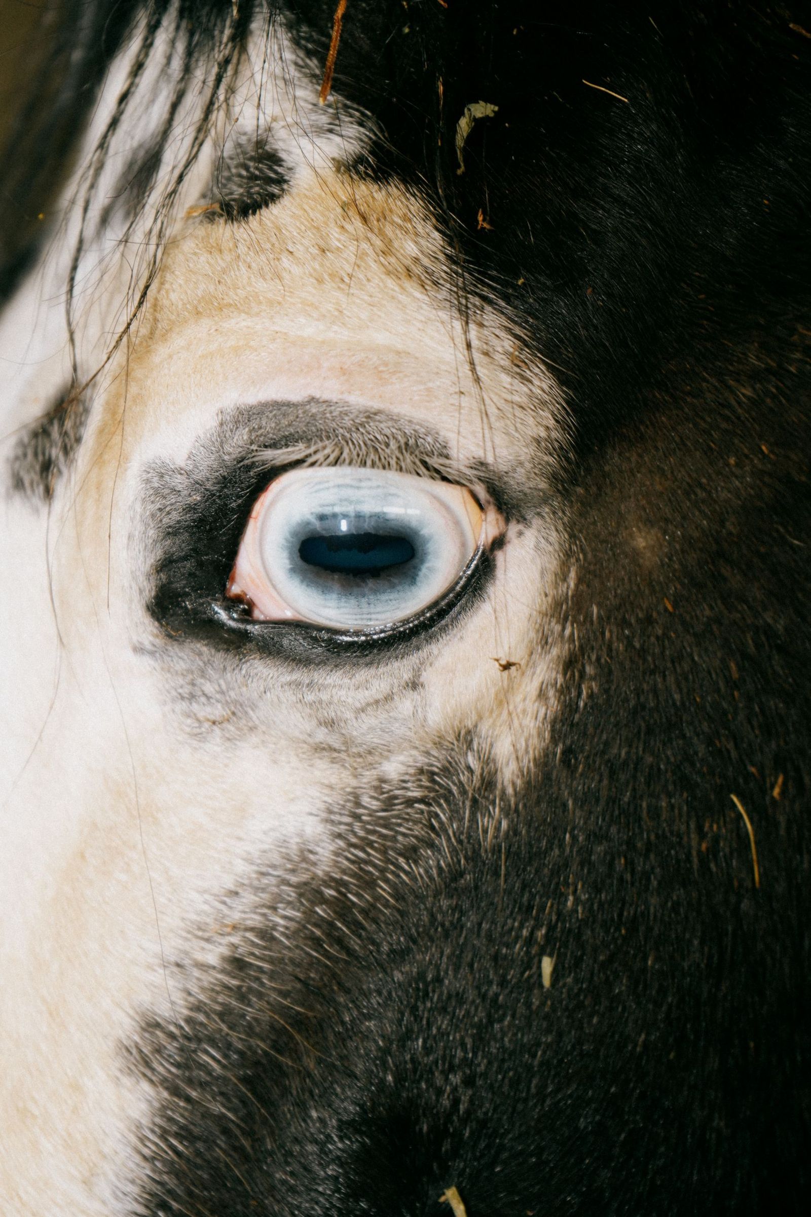 © Domenico Matera - Image from the a New Friend photography project