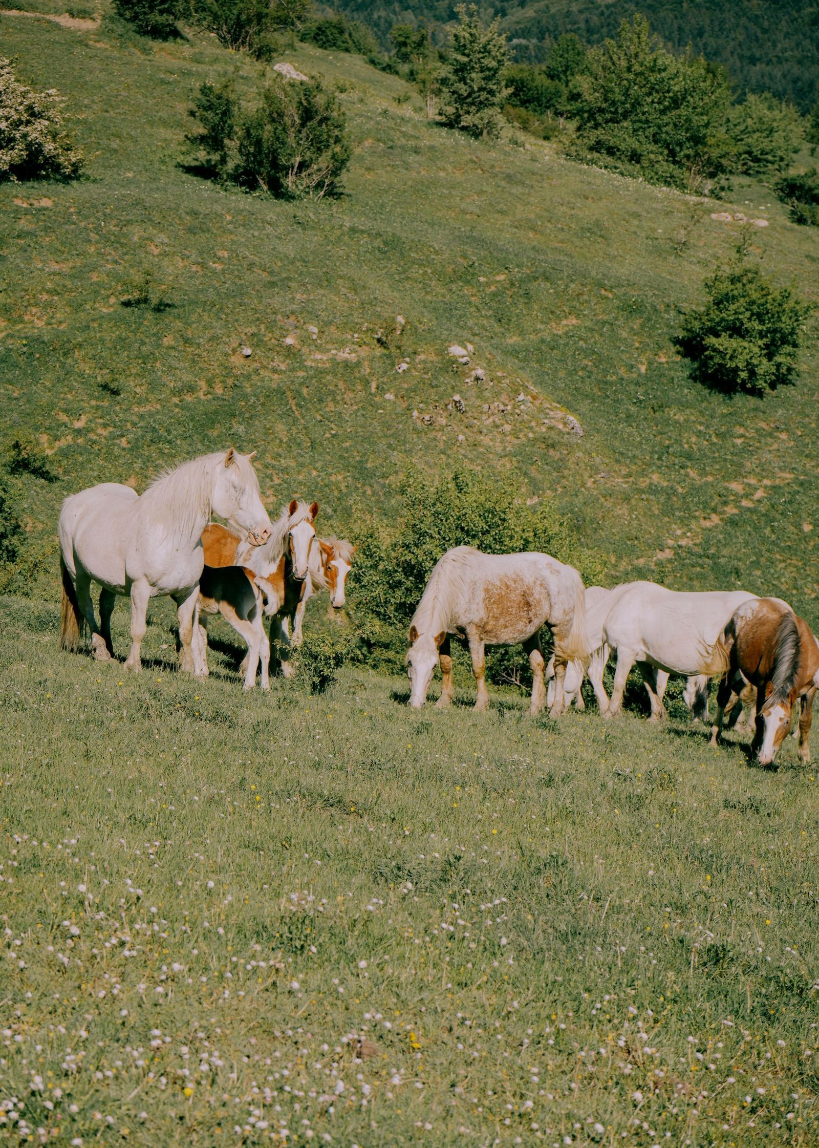 © Domenico Matera - Image from the a New Friend photography project