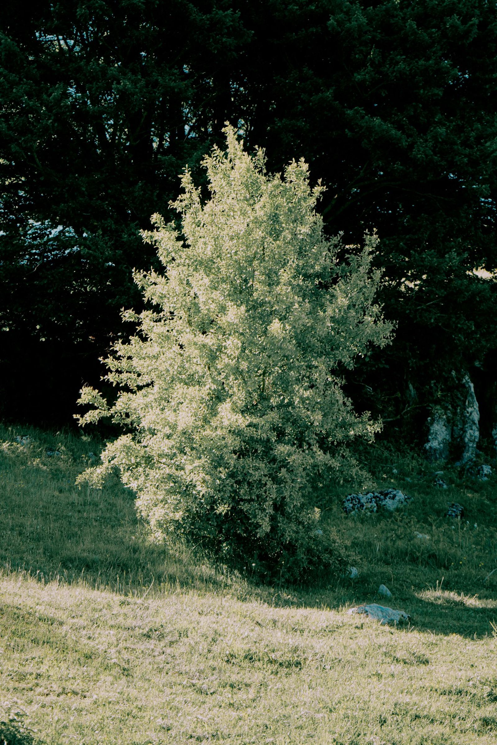© Domenico Matera - Image from the a New Friend photography project