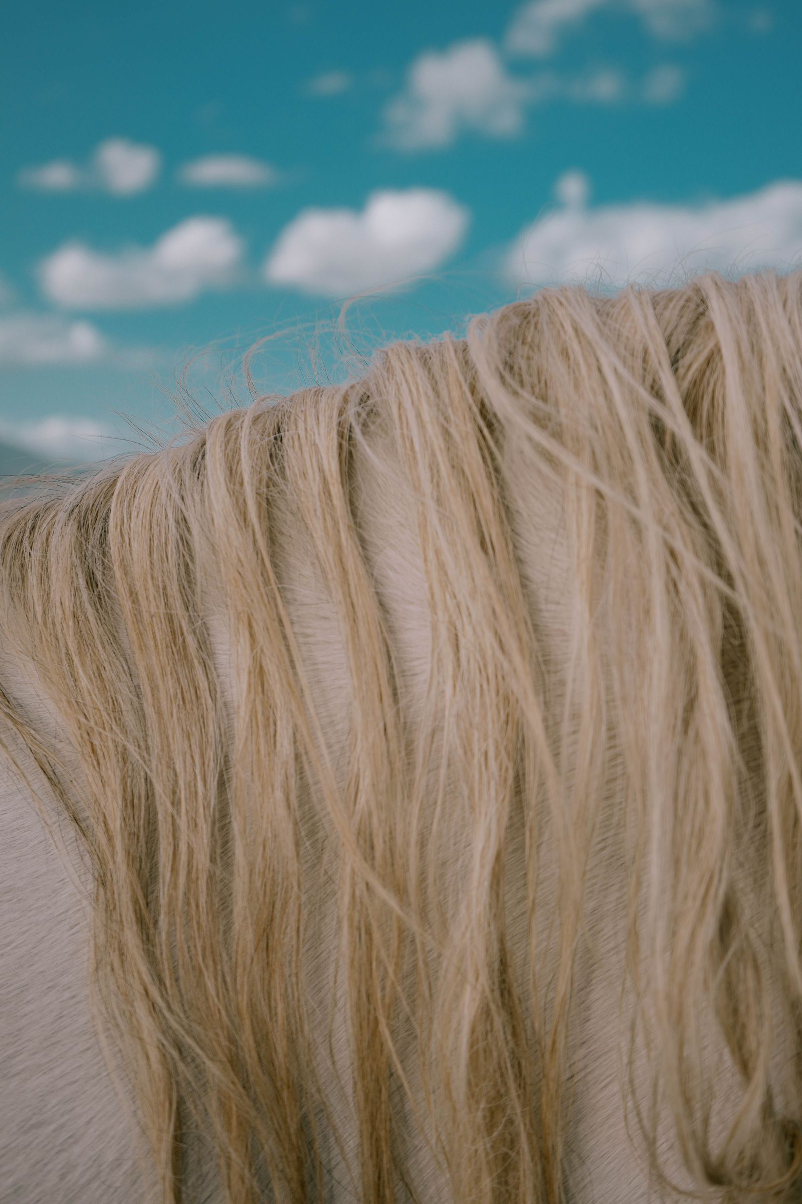 © Domenico Matera - Image from the Italian Horses photography project