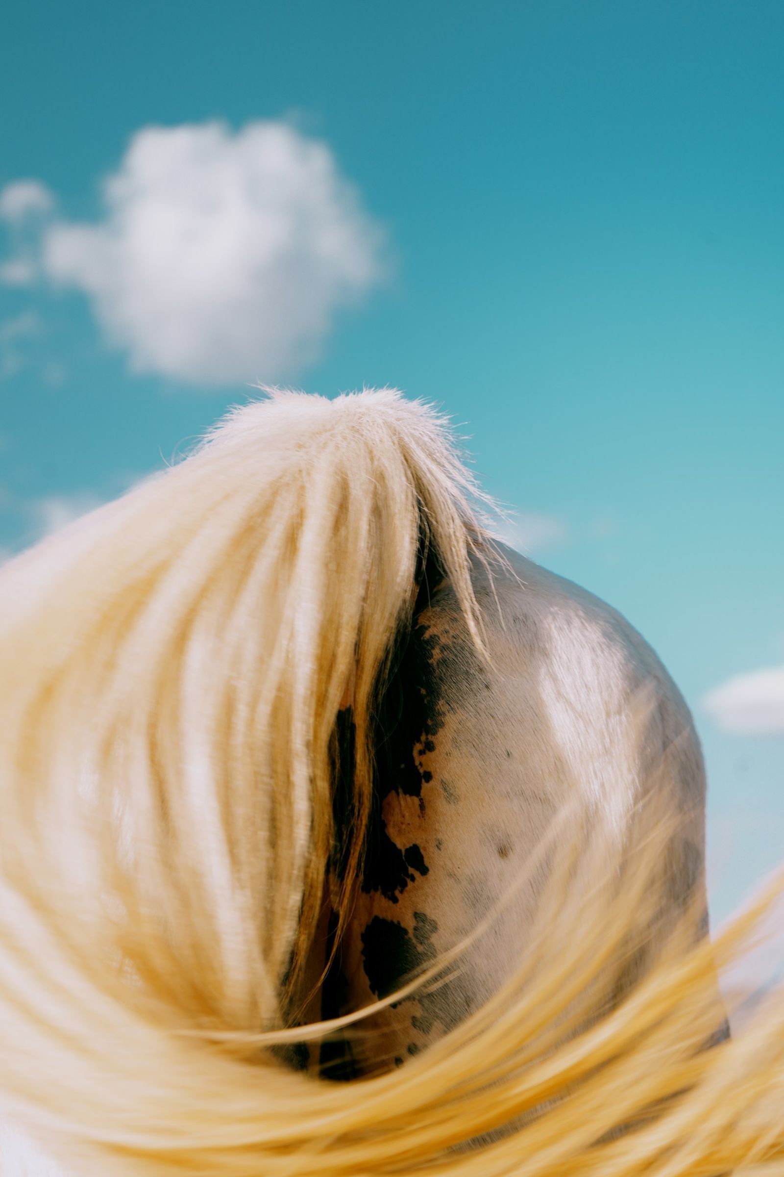 © Domenico Matera - Image from the Italian Horses photography project