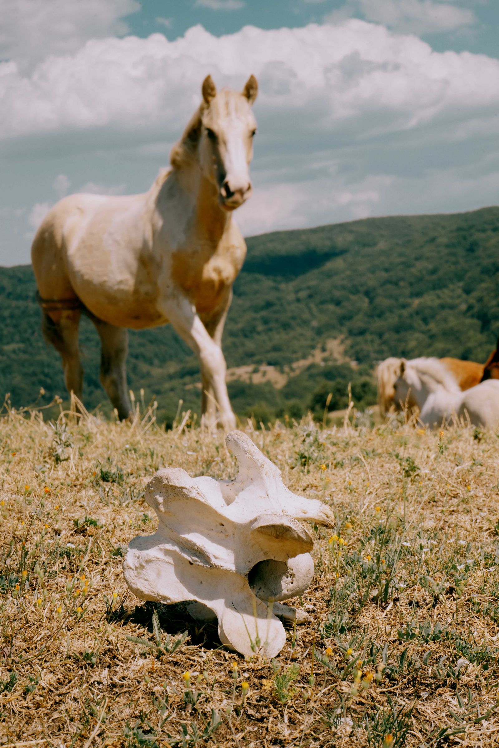 © Domenico Matera - Image from the a New Friend photography project