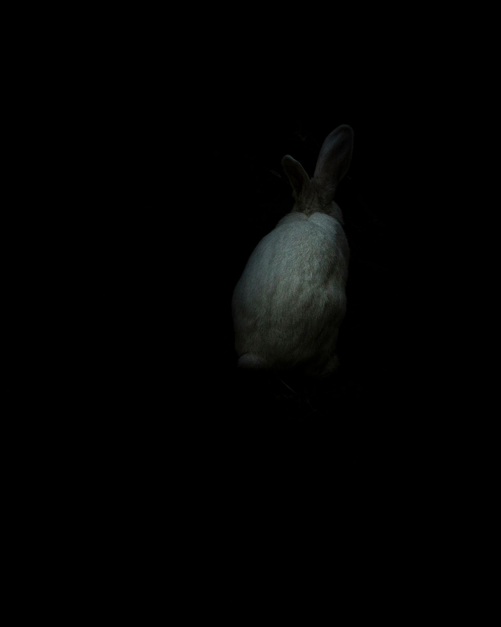 © Sarah Pabst - Image from the Everyone in me is a bird photography project