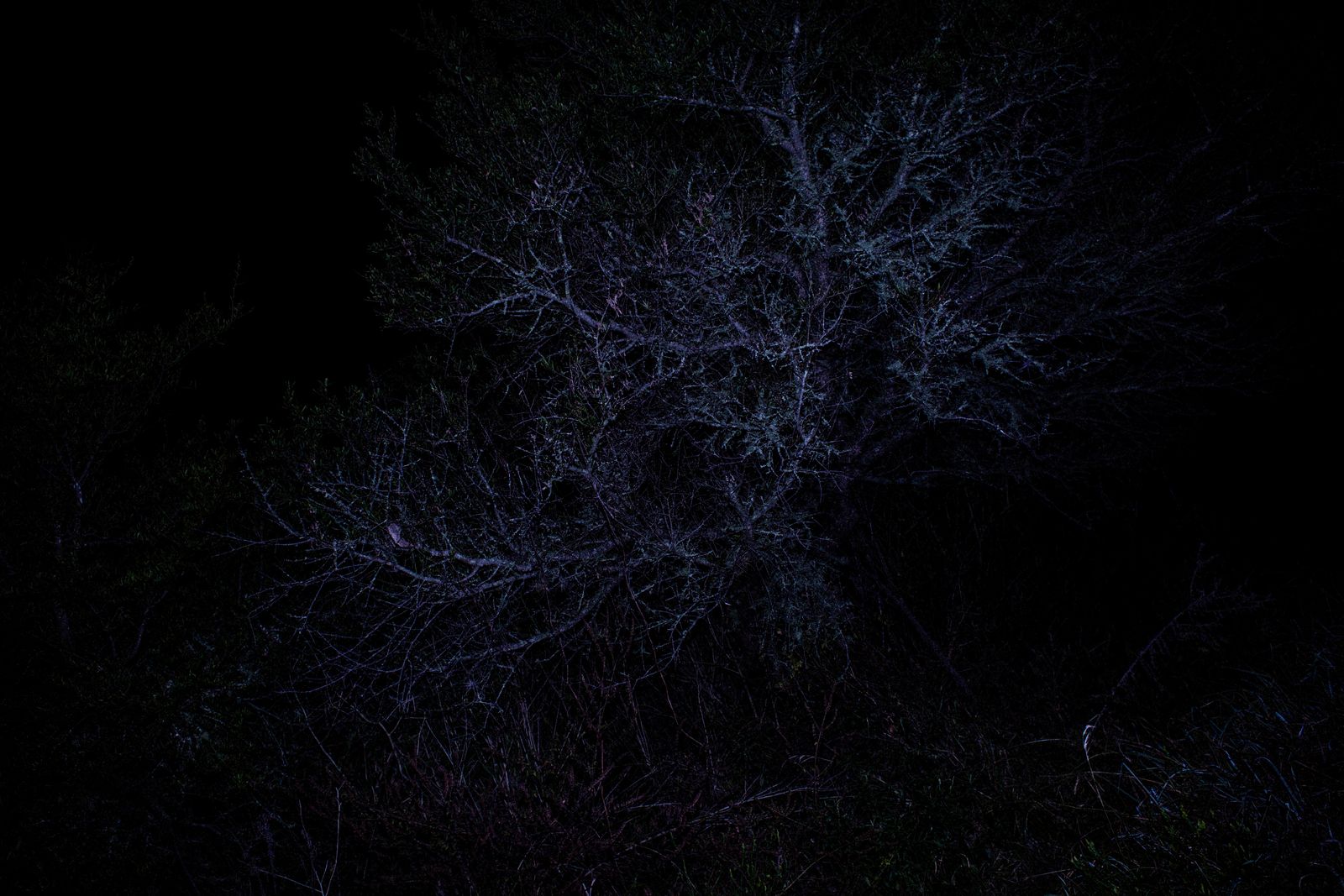© Sarah Pabst - Image from the Reclusive photography project