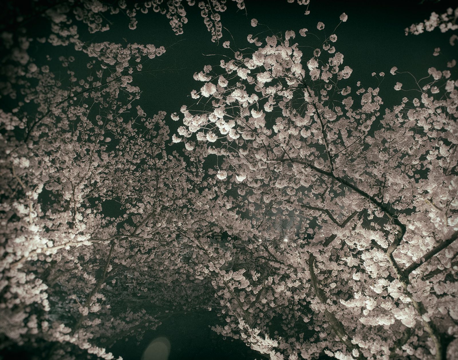© Lieh Sugai - Sakura (cherry blossoms) blooming under the night sky at the peak of Sakura season in my hometown of Fukuoka.