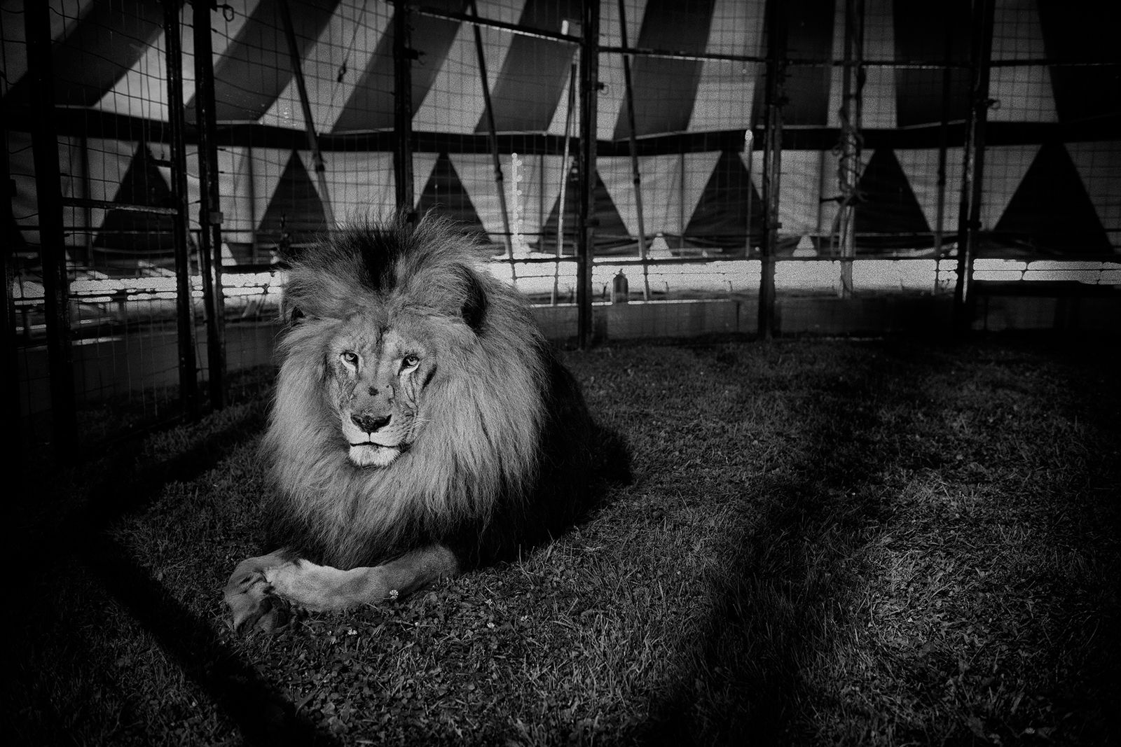 © Lieh Sugai - Francis rests in the arena before the show. The circus has three big cats, all born in captivity.