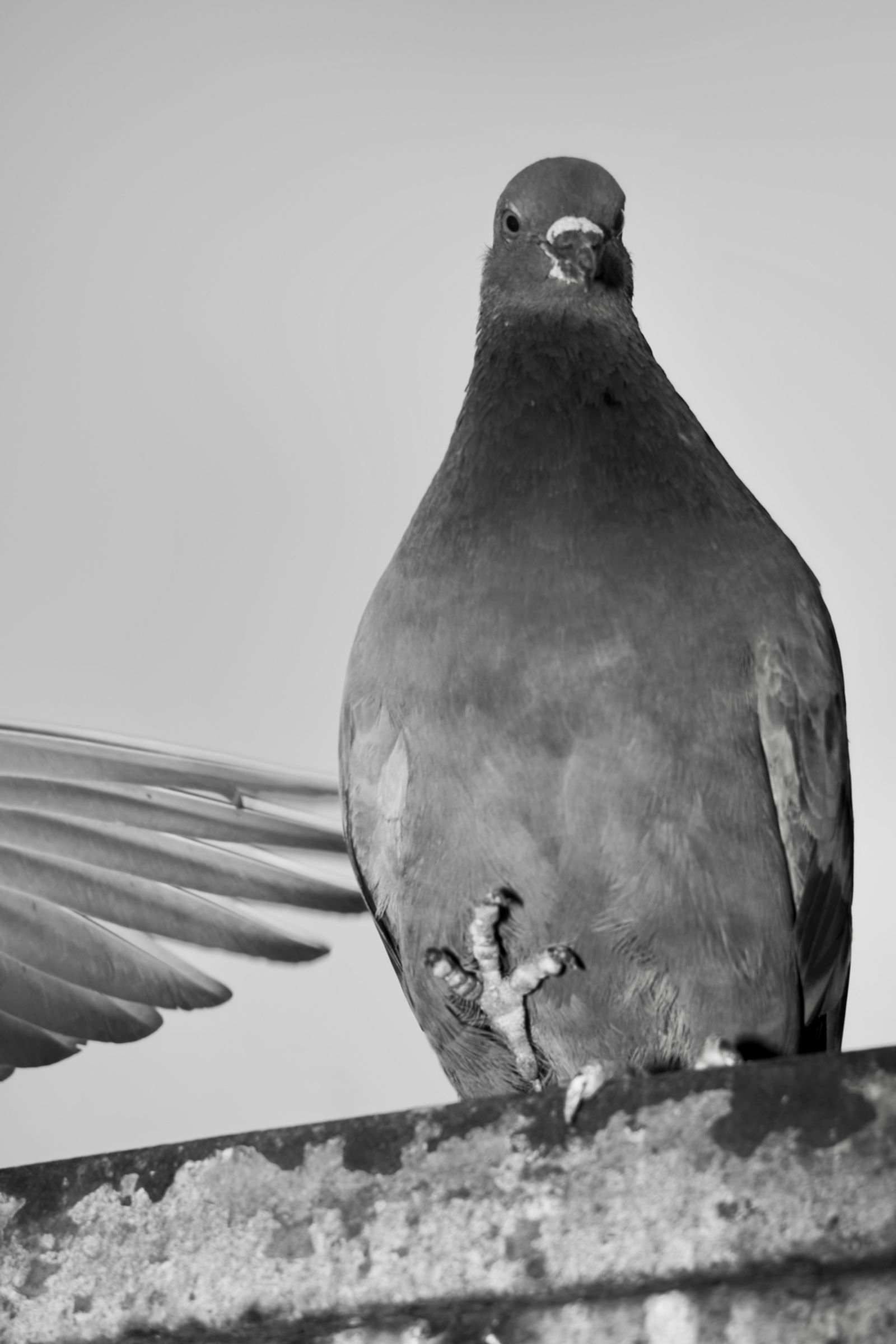 © Sushant - Image from the CITY BIRDS photography project