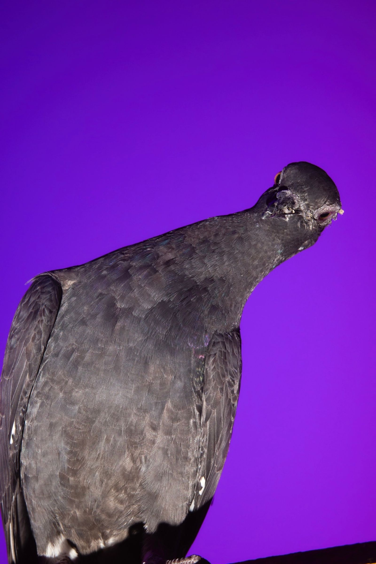 © Sushant - Image from the CITY BIRDS photography project