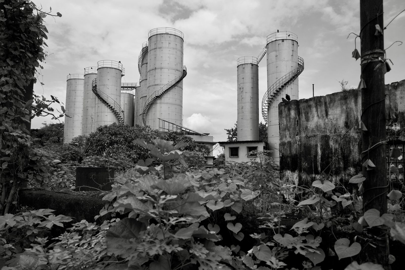 © Sushant - Image from the CITY BIRDS photography project