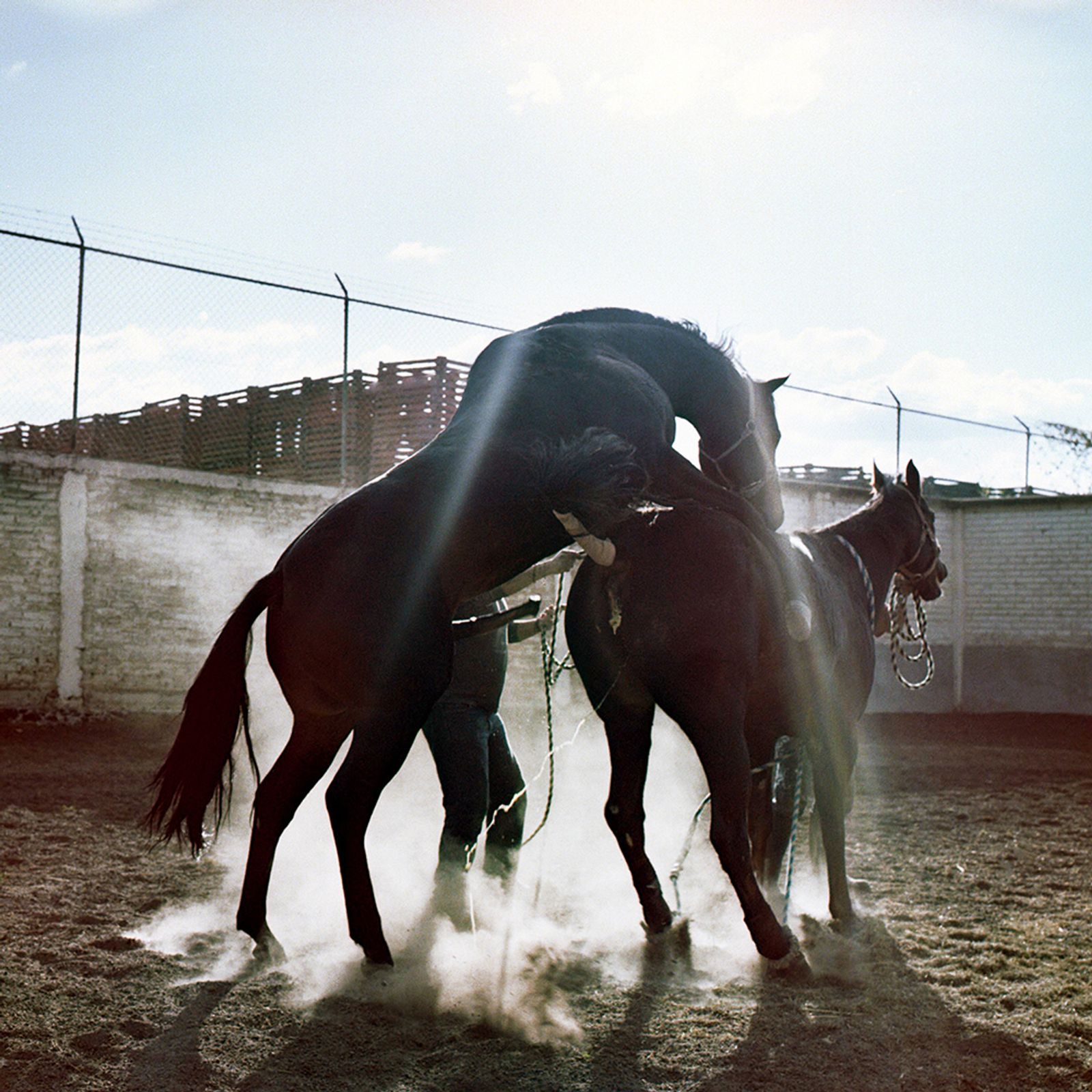 © Brenda Moreno - Image from the CABALLITO photography project