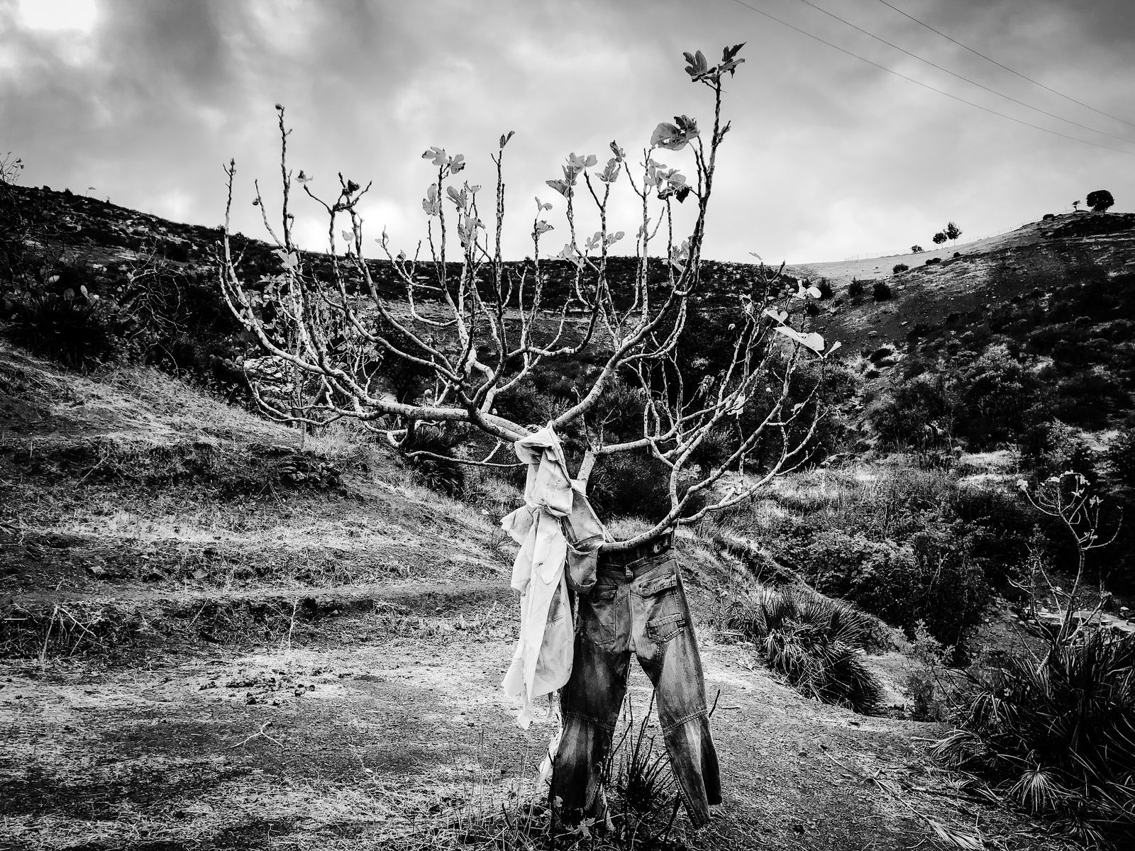 © Fethi Sahraoui - A fig tree with worn-out clothes on it, Kahwet El Rih, Algeria, 2020