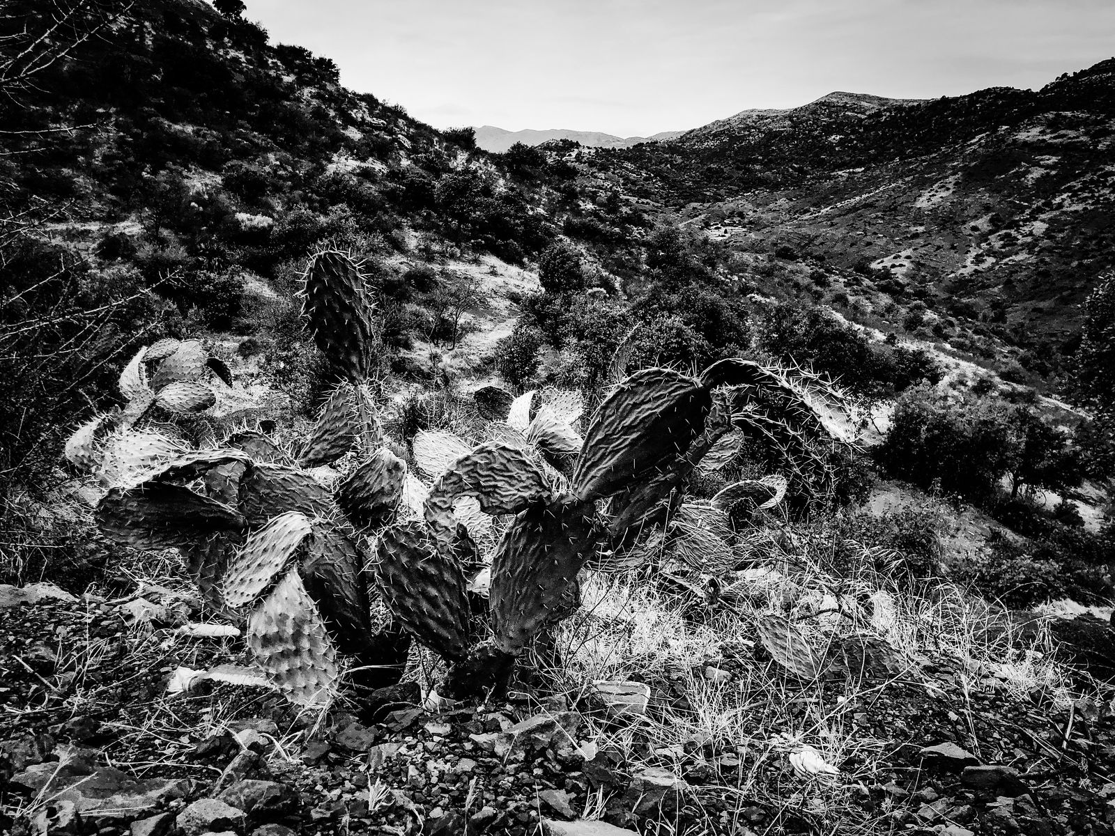 © Fethi Sahraoui - A barbary fig plantation near the village of Kahwet El Rih, Algeria, 2020