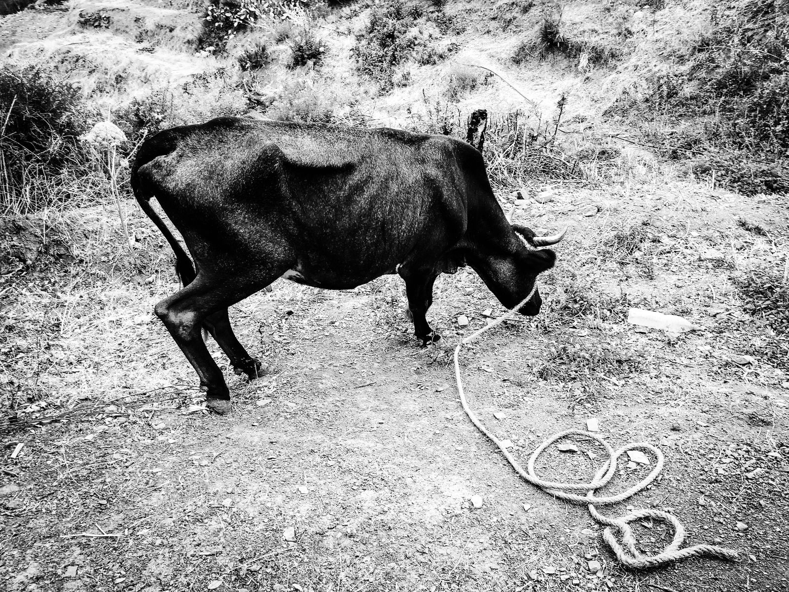 © Fethi Sahraoui - A cow grazing in the mountains near the village, Kahwet El Rih, Algeria, 2020