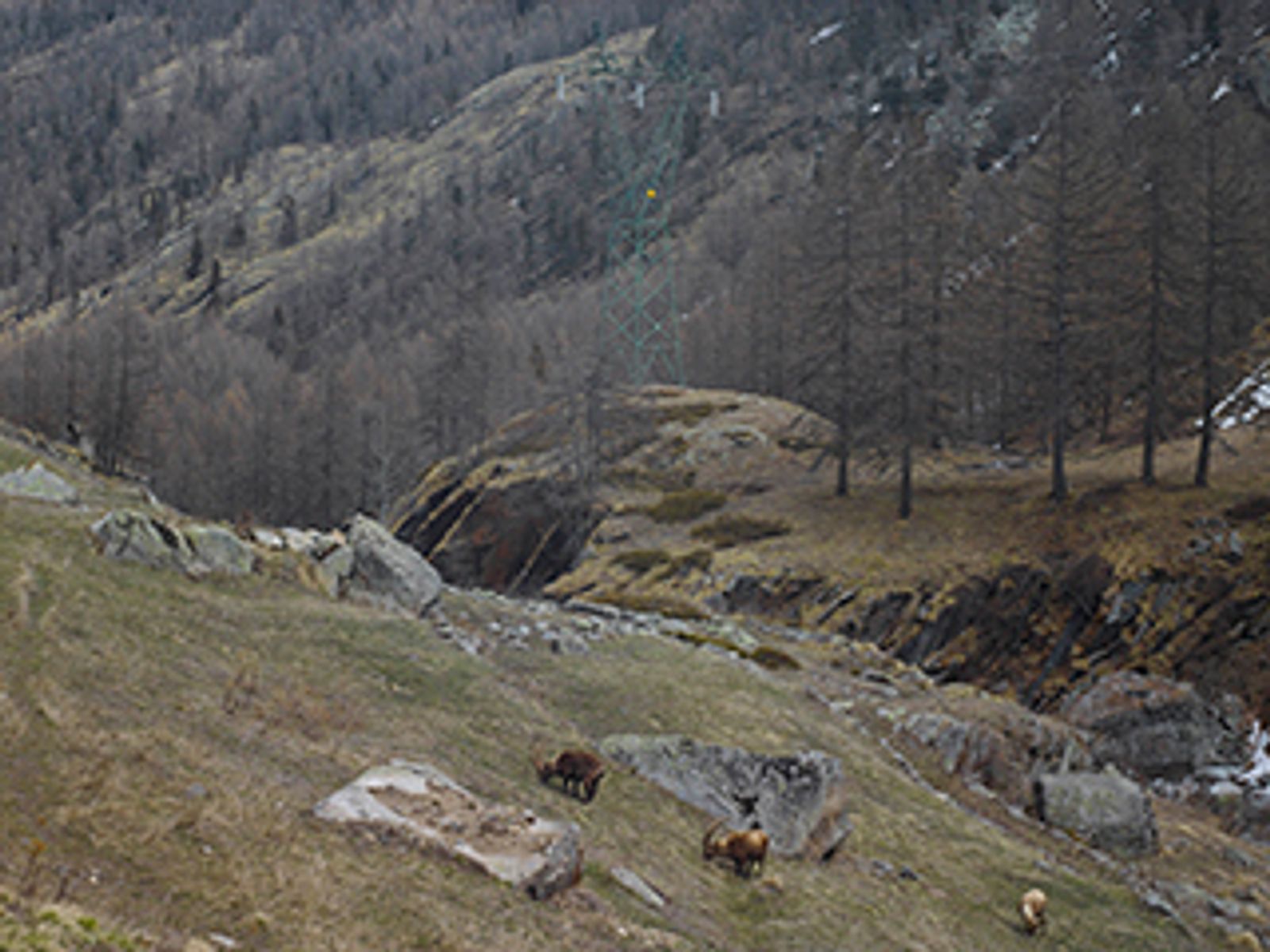 © Mattia Paladini - "Pont of Valsavarenche" 1990m slm. Ibexes grazing.Gran Paradiso National Park