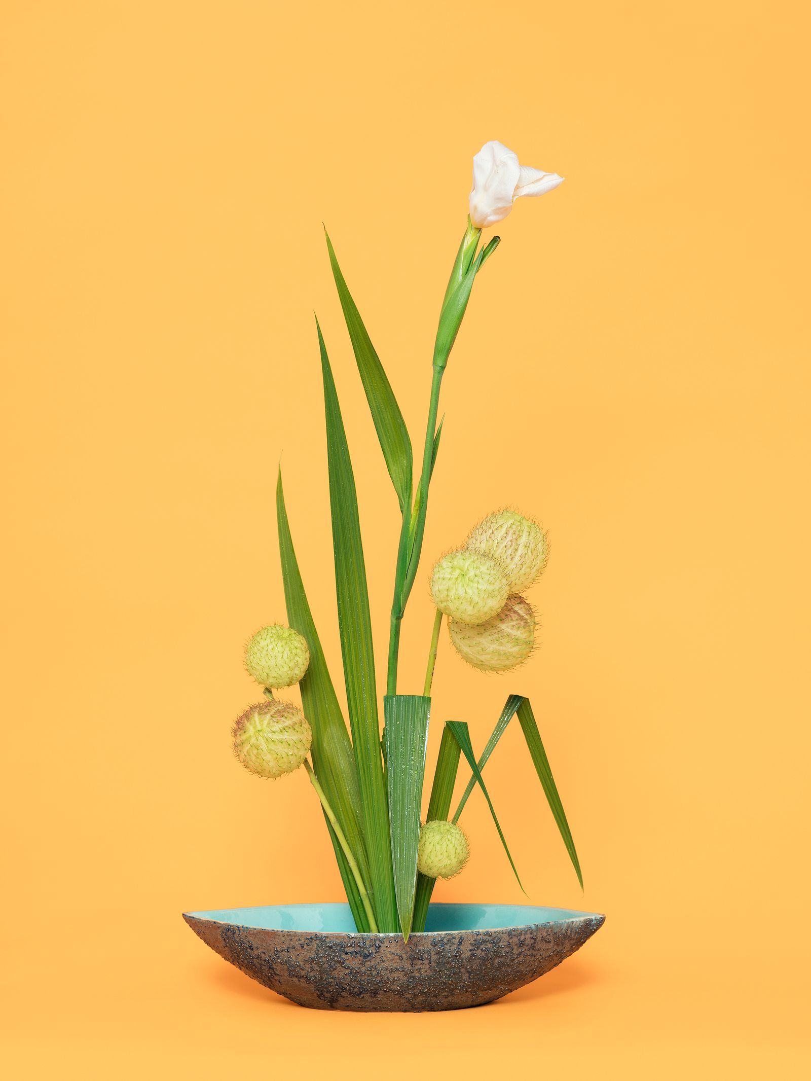© Ann Shelton - The Super Model, Iris (Iridaceae sp.), 2020. Pigment print, 84 x 112 cm print size, 89 x 117 cm framed.