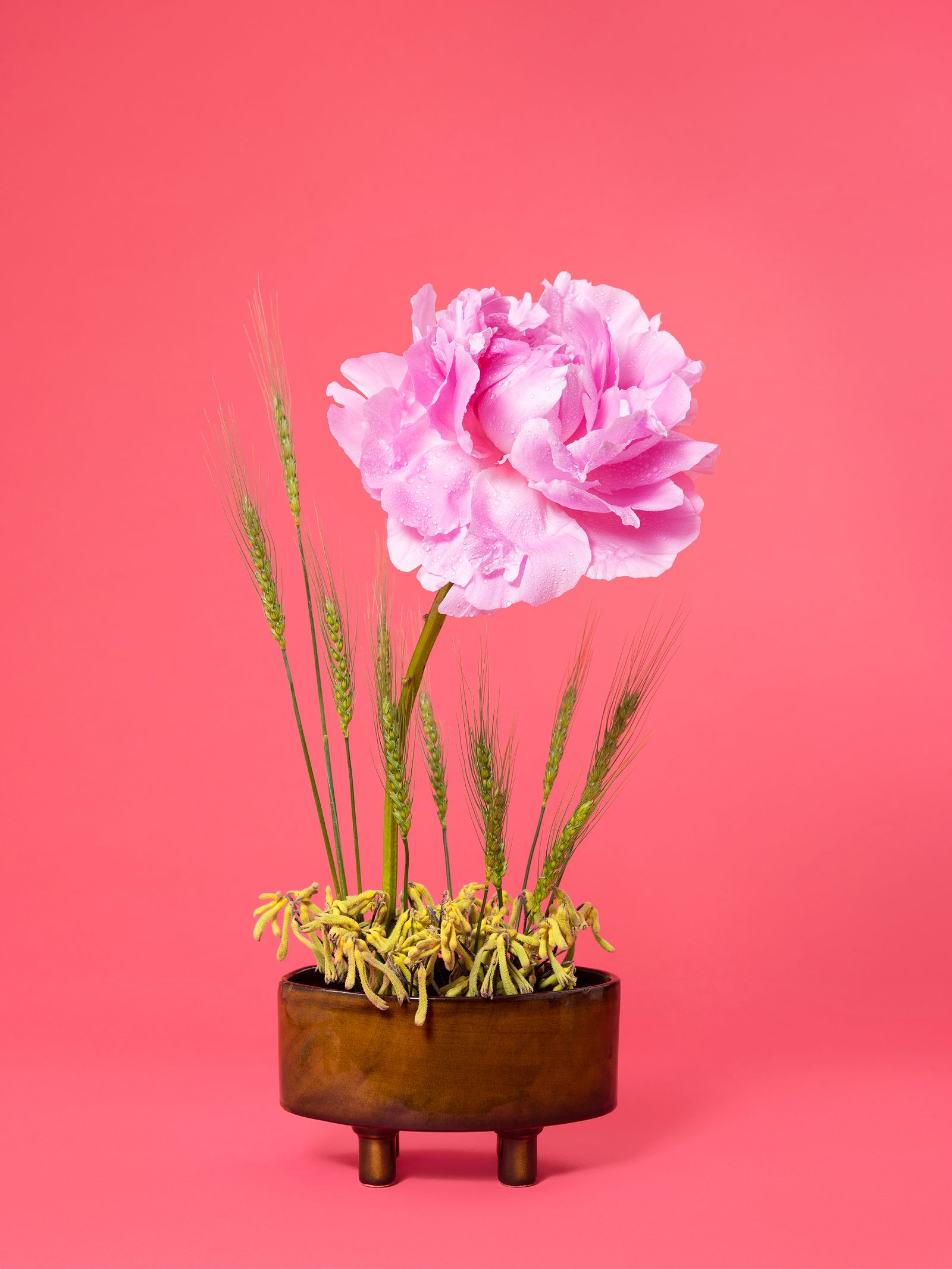 © Ann Shelton - The Congress Woman, Peony (Paeonia sp.), 2020. Pigment print, 84 x 112 cm print size, 89 x 117 cm framed.