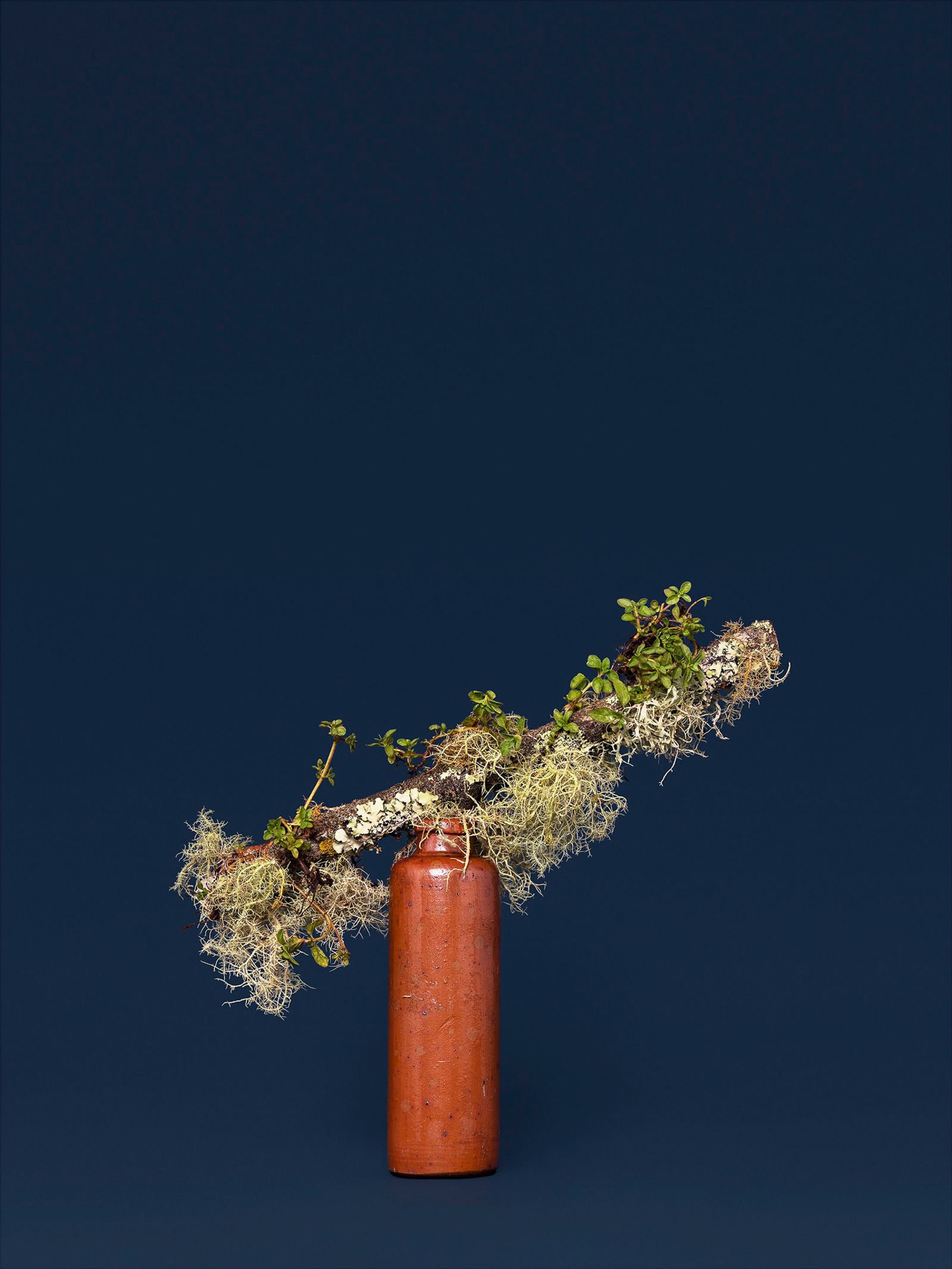 © Ann Shelton - The Witch, Pennyroyal (Mentha sp.), 2020. Pigment print, 84 x 112 cm print size, 89 x 117 cm framed.