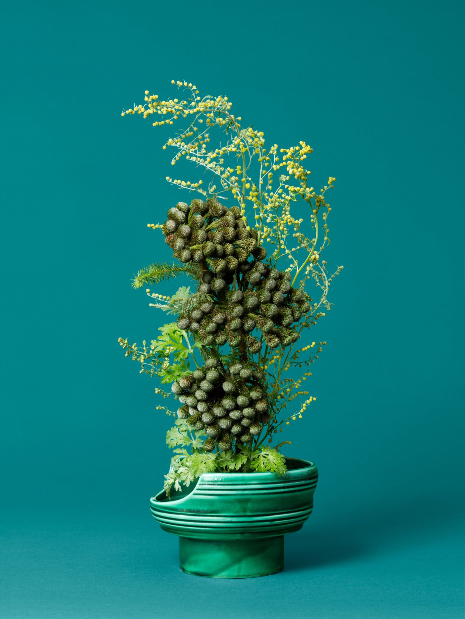 © Ann Shelton - The Mermaid, Wormwood (Artemisia sp.), 2020. Pigment print, 84 x 112 cm print size, 89 x 117 cm framed.