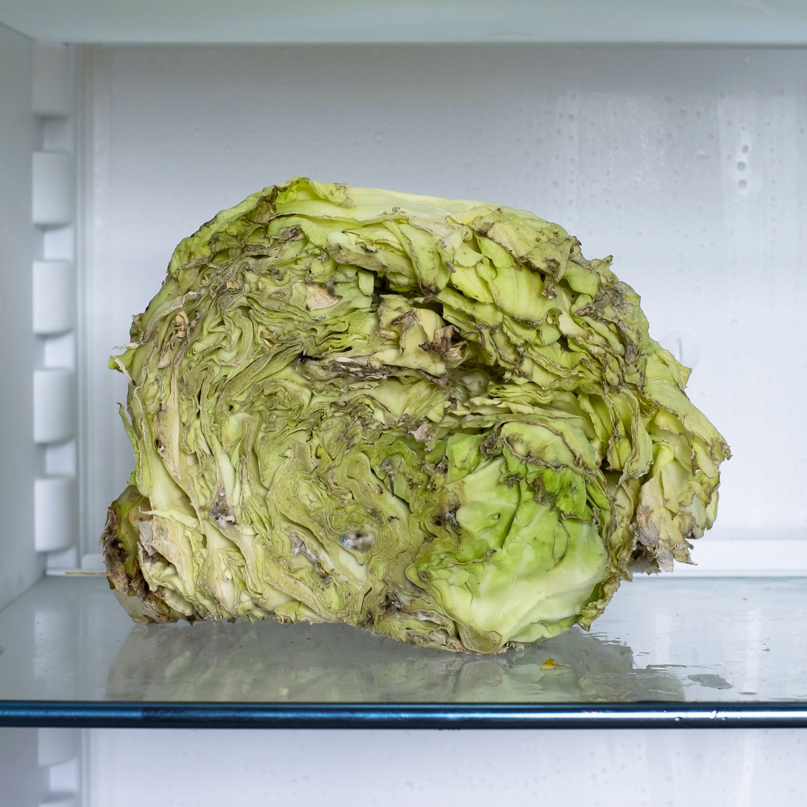 © Maria Quigley - A cabbage in the fridge. The cabbage was cooked a few days later.