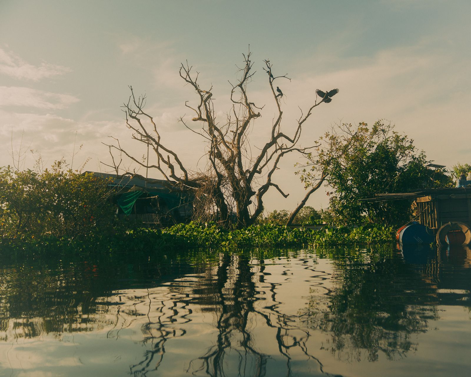 © Calvin Chow - [Untitled] Crows perch on a dead tree, Tonle Sap lake, Cambodia.