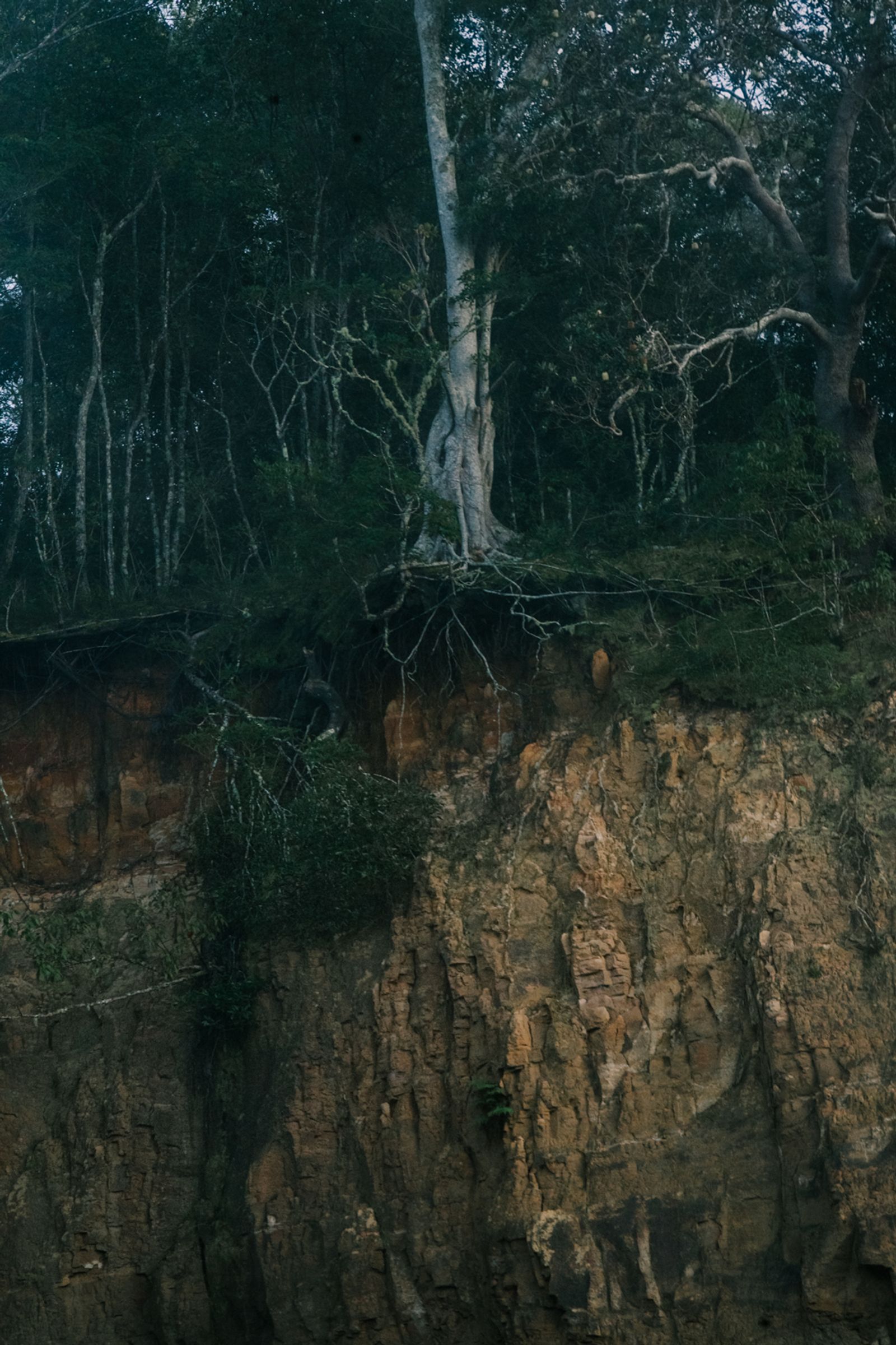 © Tajette O'halloran - The exposed roots of a tree the top of the quarry cliff