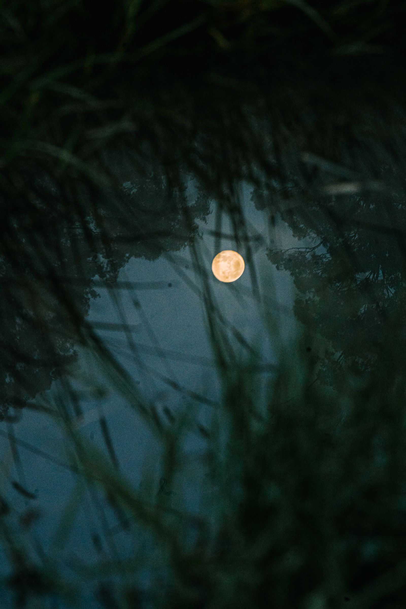 © Tajette O'halloran - The reflection of the full moon in the water