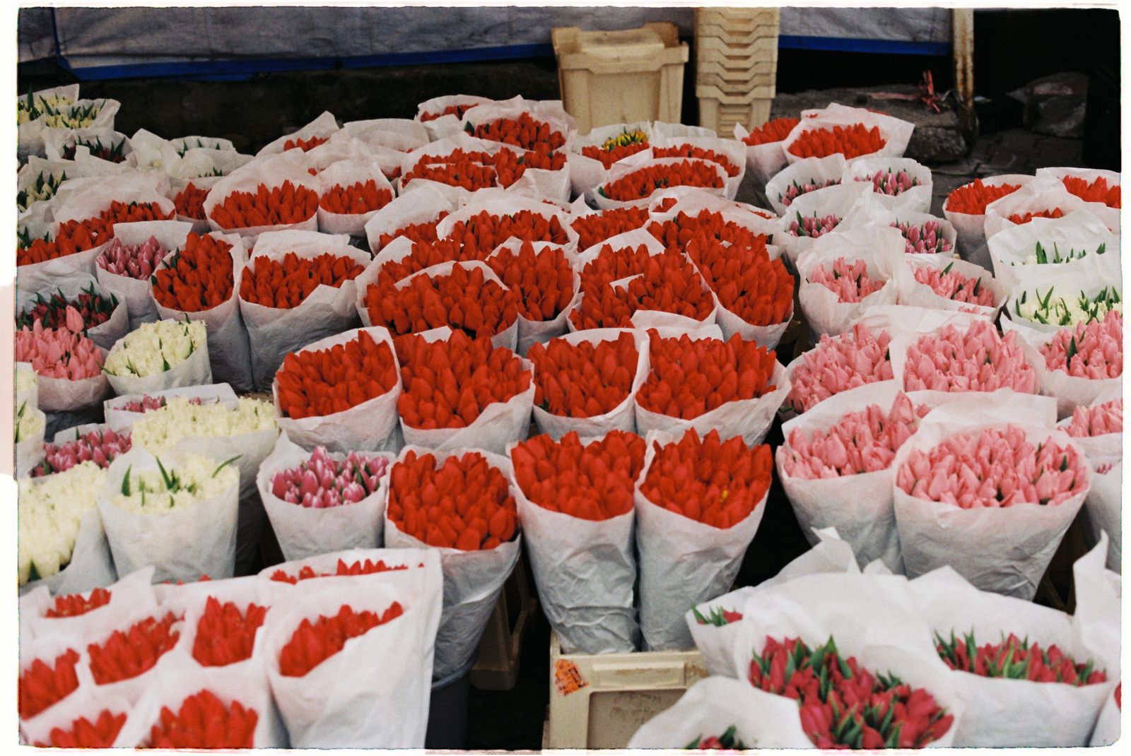 © Denise Lobont - Flower market was full of flowers during the 8th of March 2020 when Romania celebrates Mother's day