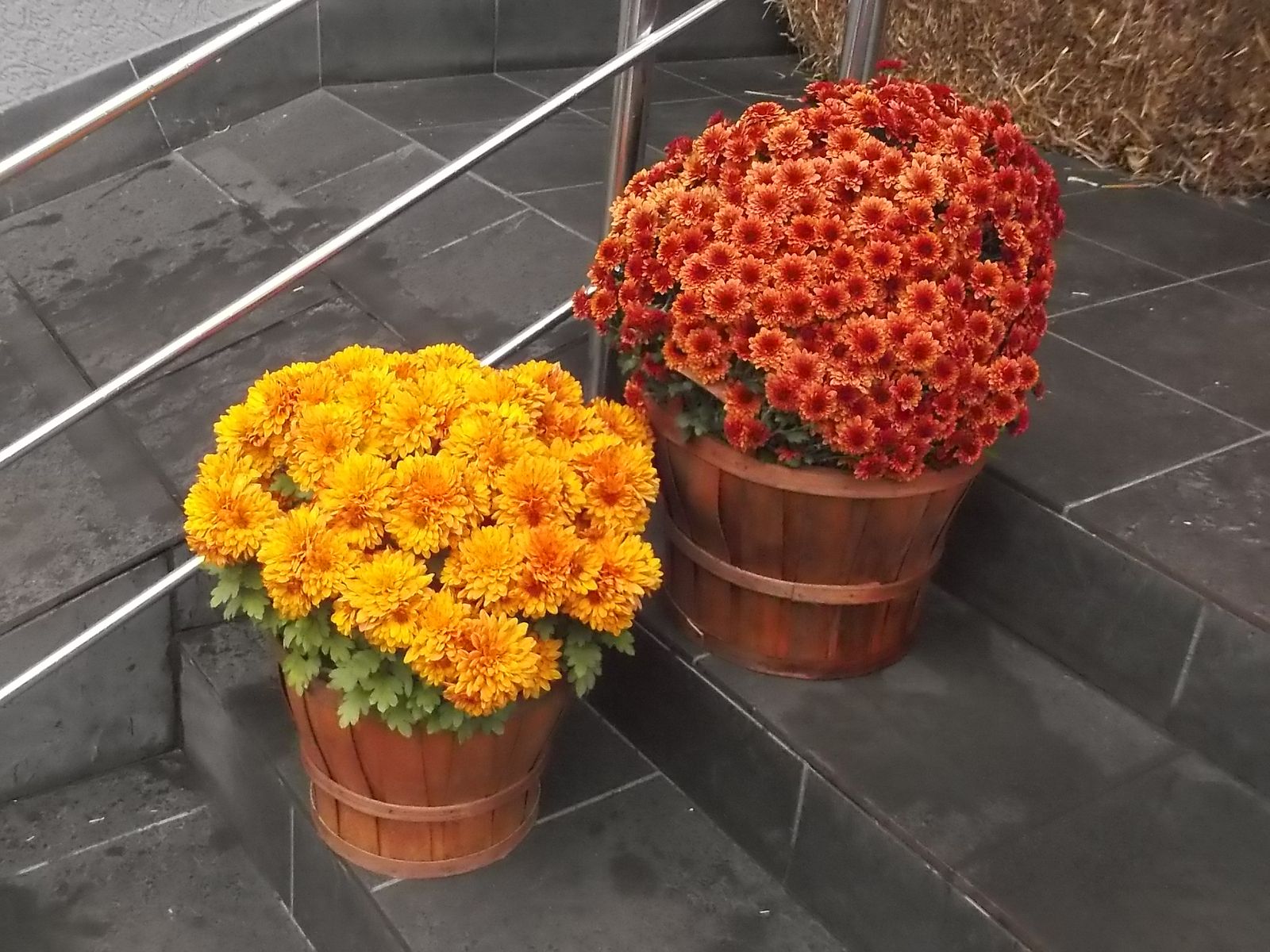 © Andrei  Kolyaskin - Flowers  in  Ivano - Frankivsk  City , Ukraine .