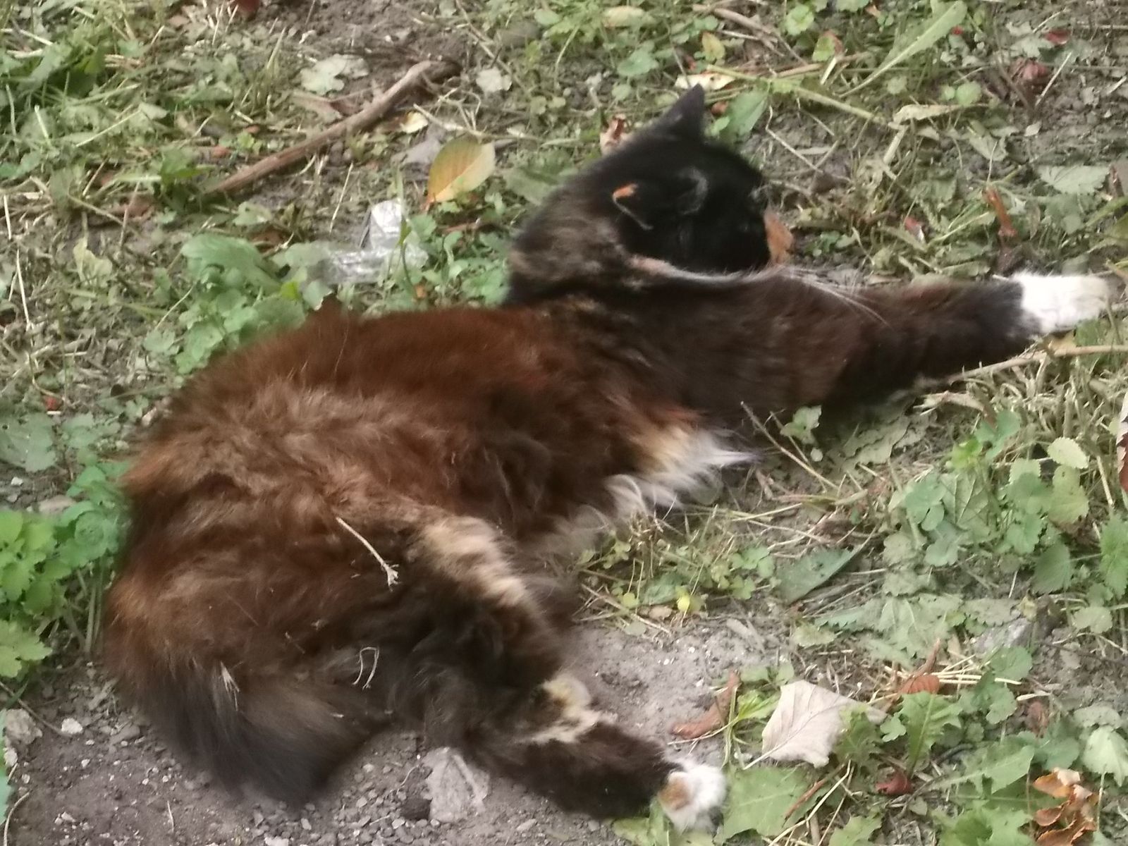 © Andrei  Kolyaskin - Cat  in  Ivano - Frankivsk  City ,  Ukraine .