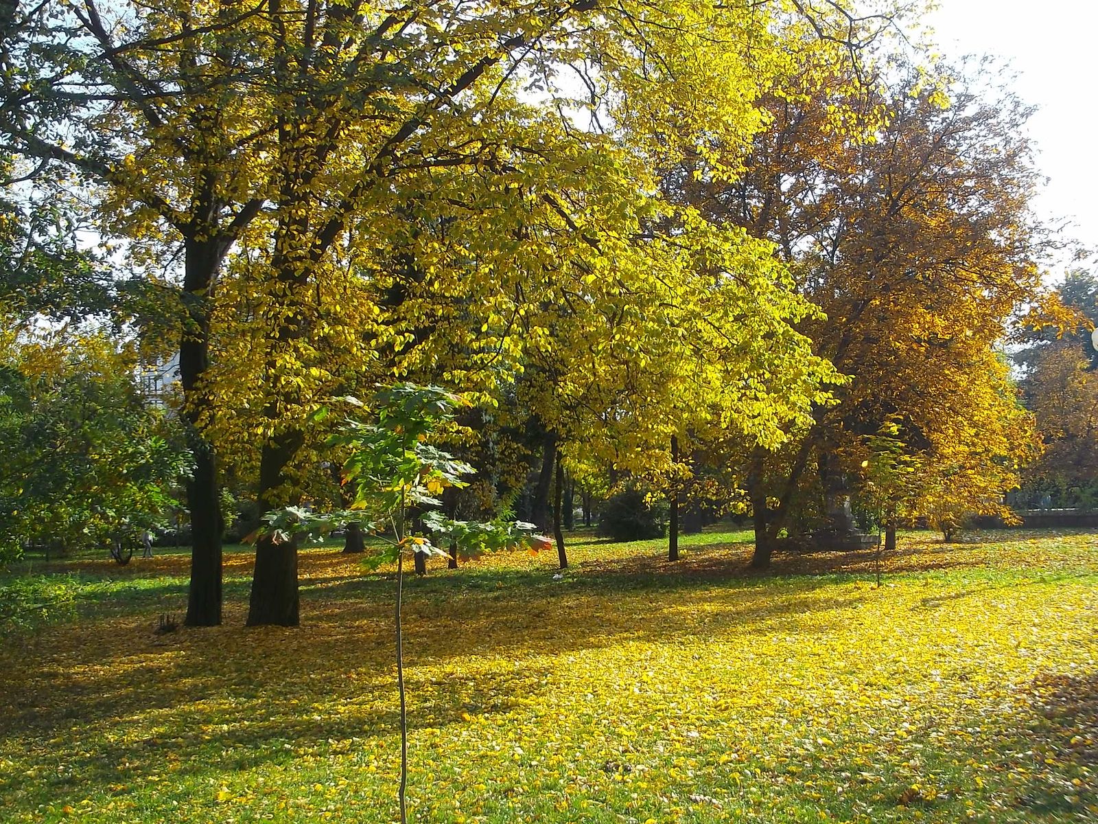 © Andrei  Kolyaskin - Autumn  in  Ivano - Frankivsk  City , Ukraine .