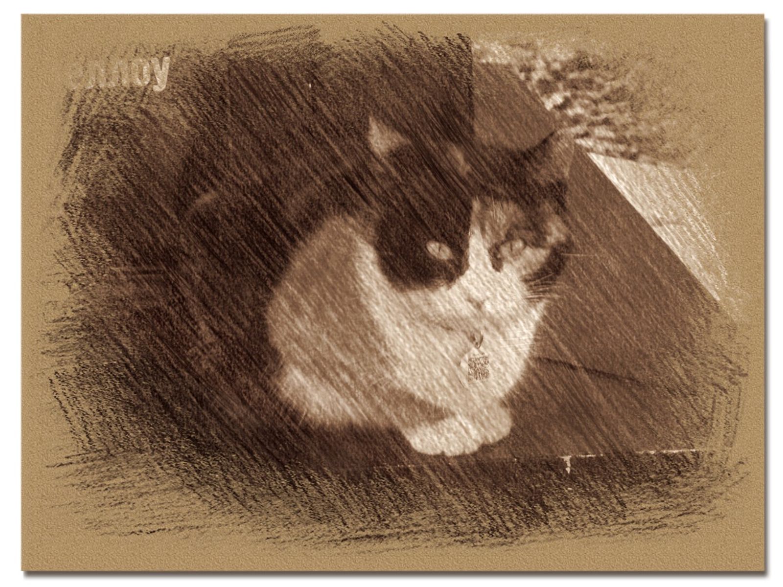 © Andrei  Kolyaskin - Cat  in  Ivano - Frankivsk  City , Ukraine .