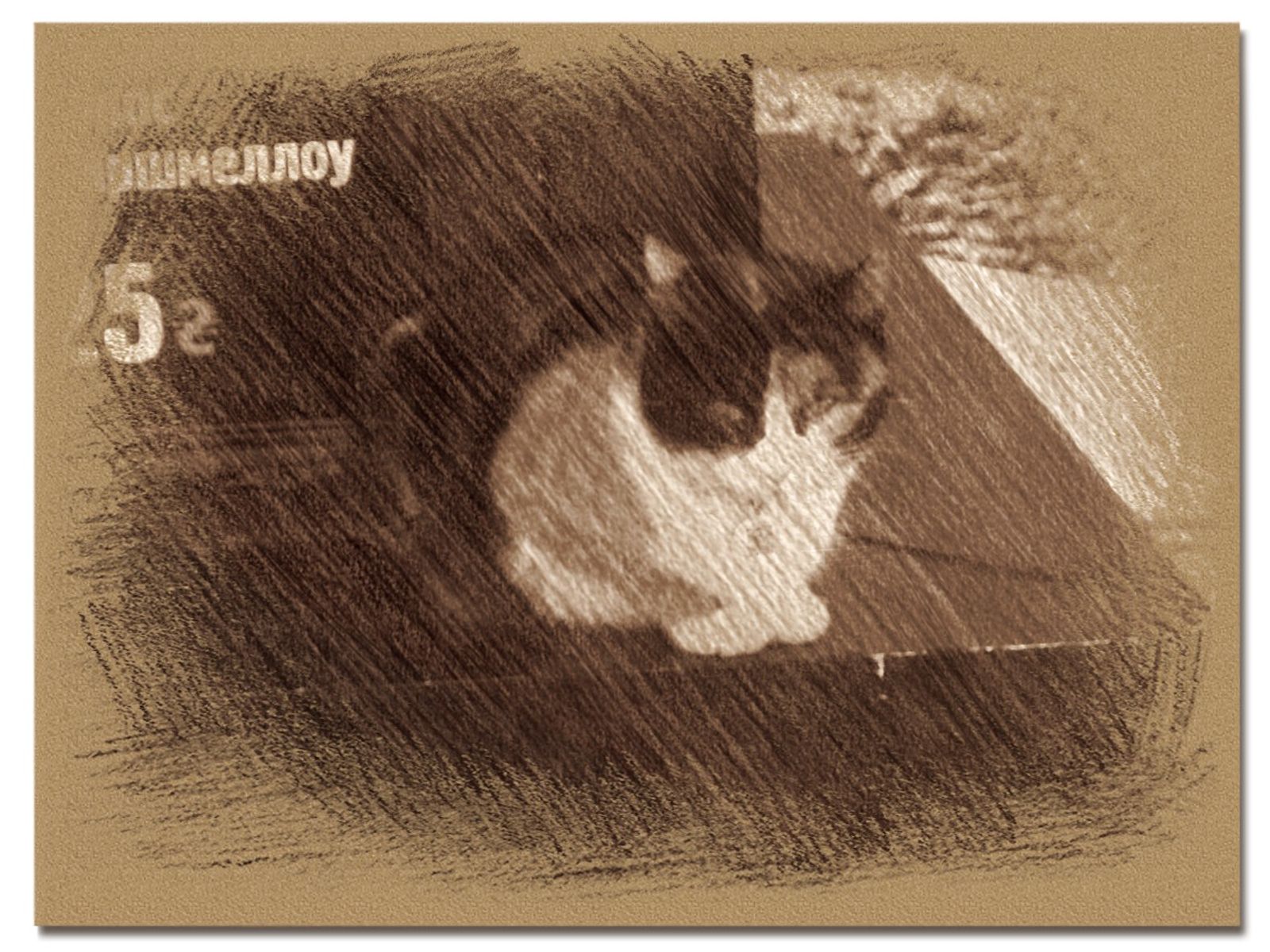 © Andrei  Kolyaskin - Cat  in  Ivano - Frankivsk  City , Ukraine .