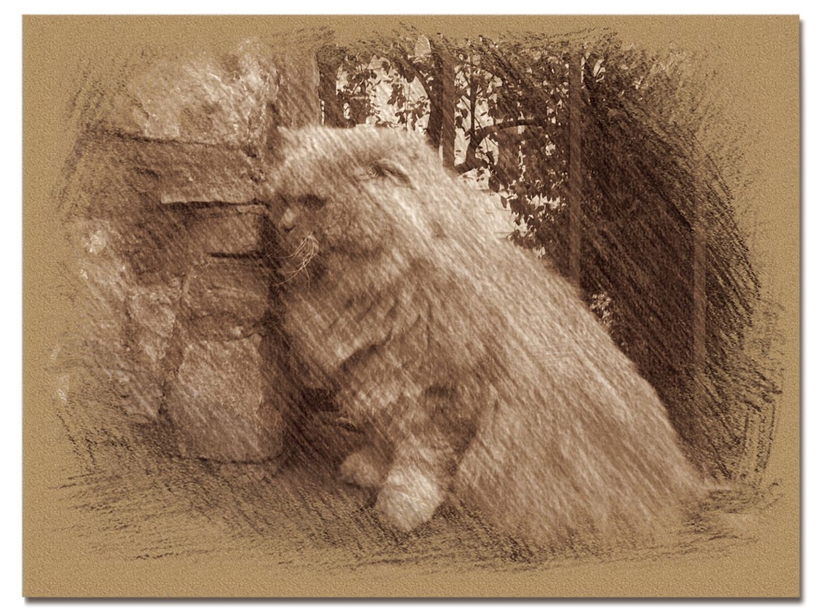 © Andrei  Kolyaskin - Cat  in  Ivano - Frankivsk  City , Ukraine .