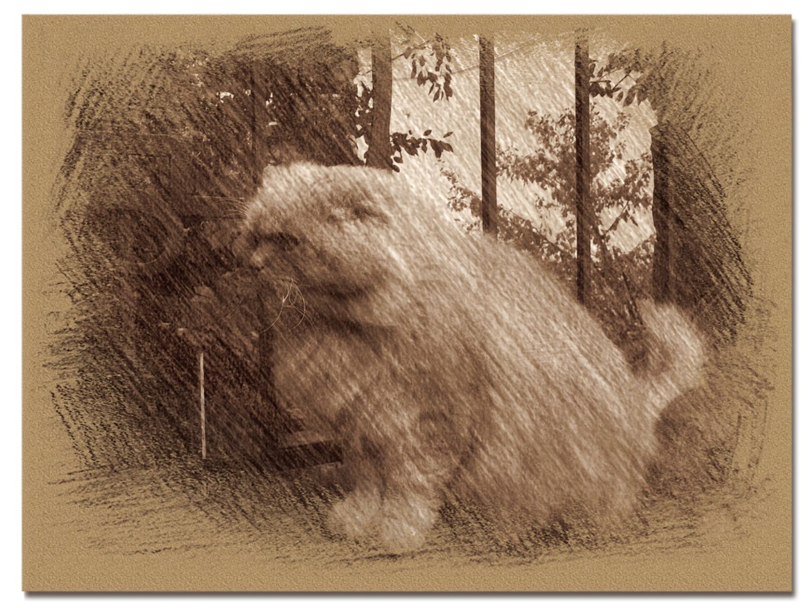 © Andrei  Kolyaskin - Cat  in  Ivano - Frankivsk  City , Ukraine .