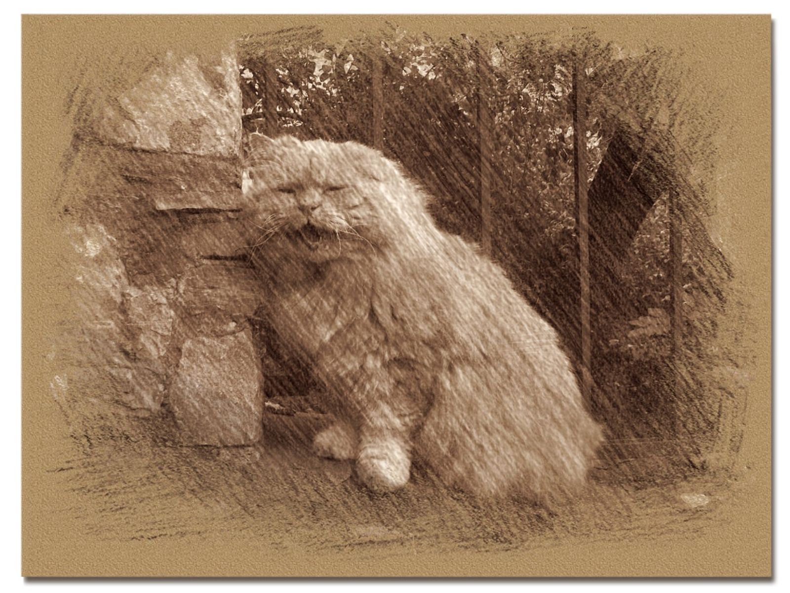 © Andrei  Kolyaskin - Cat  in  Ivano - Frankivsk  City , Ukraine .
