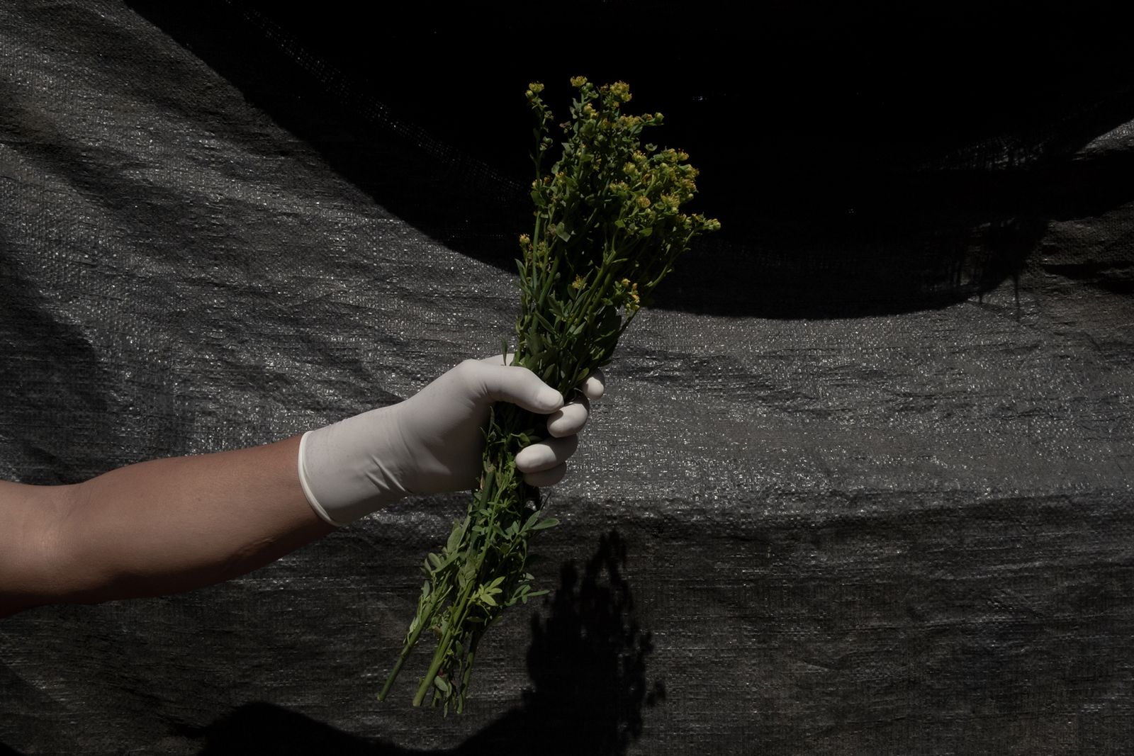 © Florence Goupil - Image from the Shipibo-Konibo: an indigenous community resists with medicinal plants against the COVID-19 virus photography project