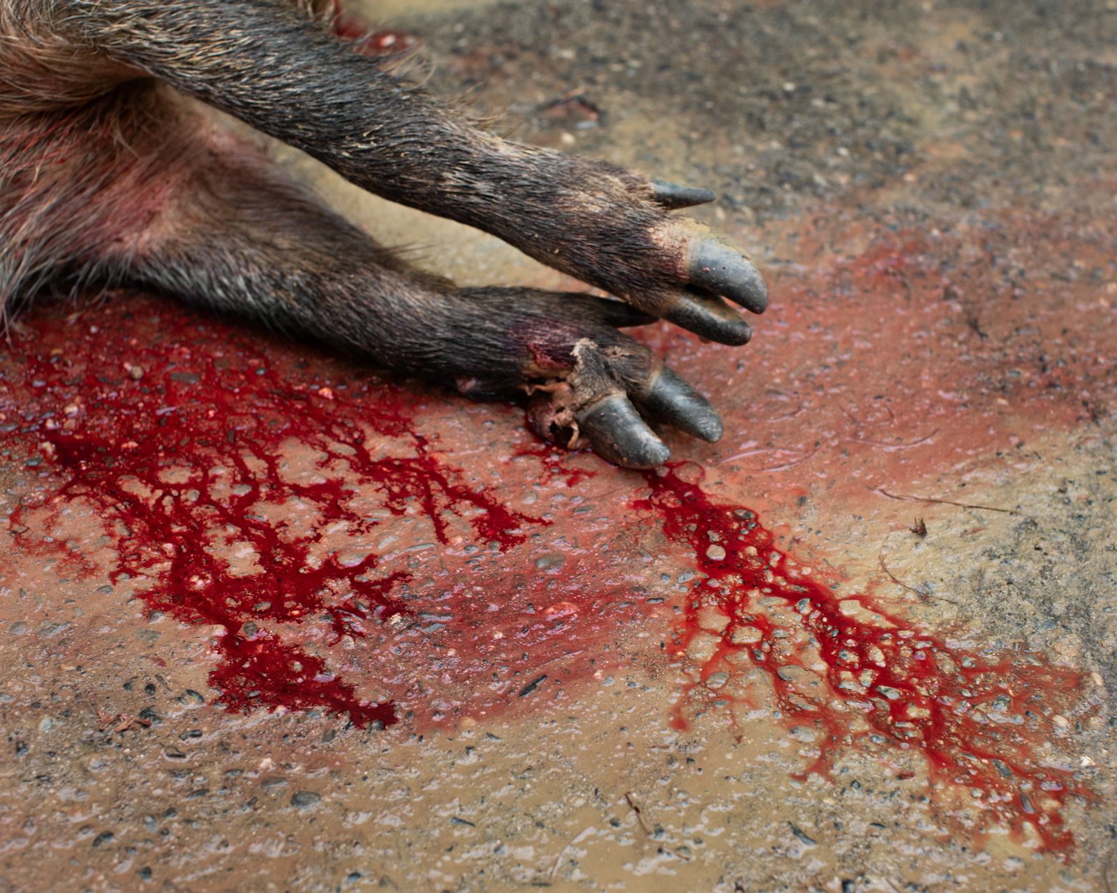 © Camille Farrah Lenain - Blood drooling from a hog hunted earlier in the day in Haute-Garonne, France, by a group of women hunting. August 2020.