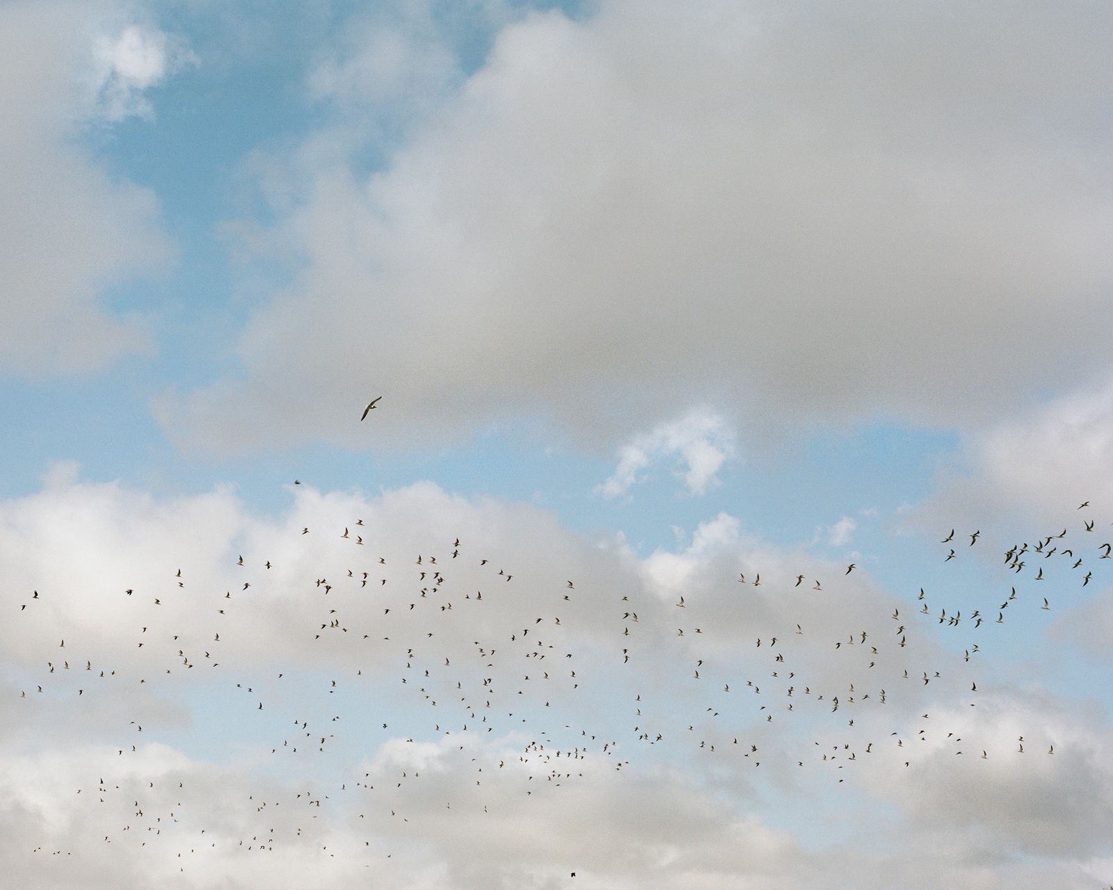 © Camille Farrah Lenain - A flock of lackbirds flying in the sky in Venice, Louisiana. March 2021.