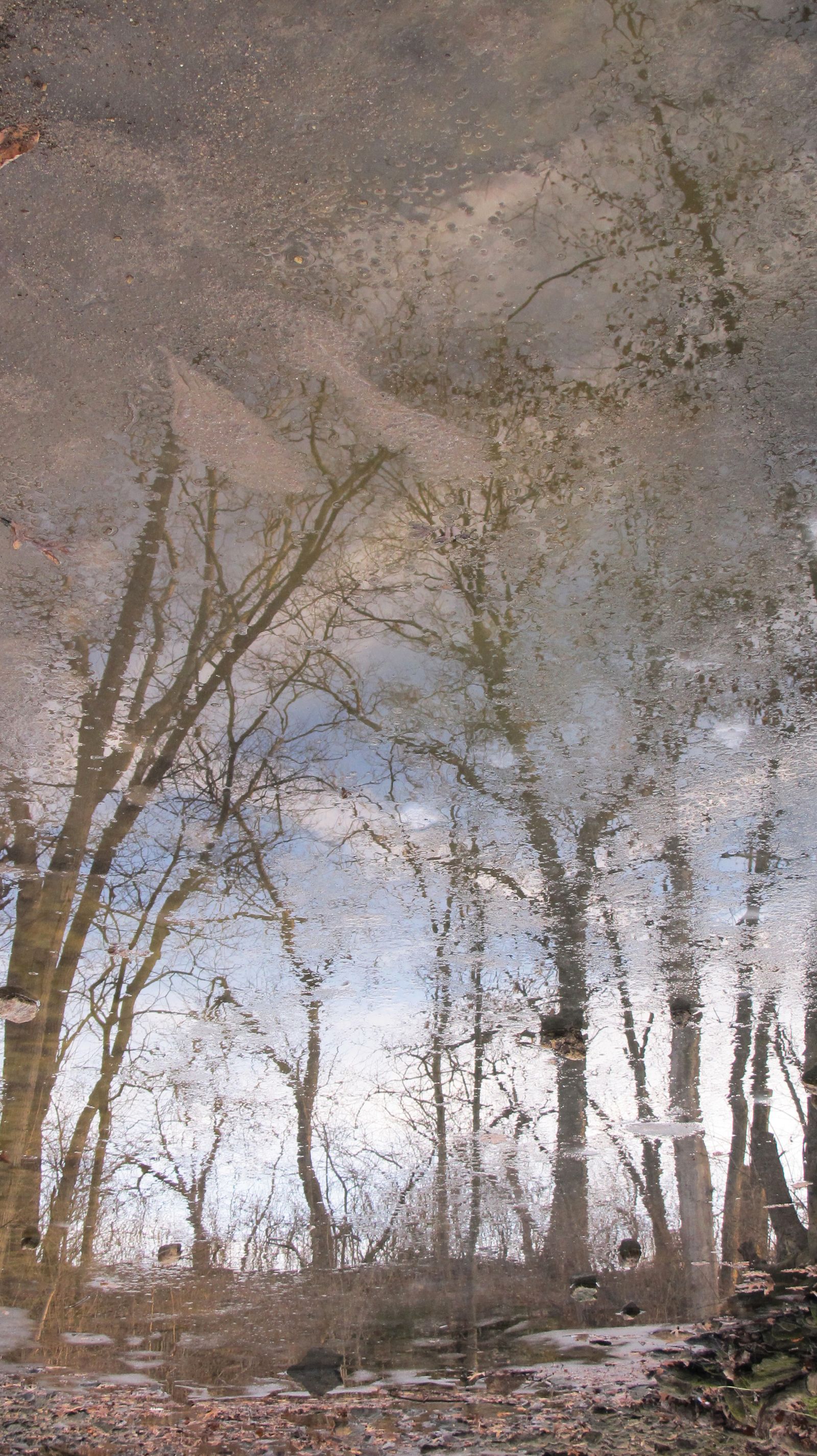 © Cristina Erdmann - "Frozen Trees" Wisconsin, United States, 2014