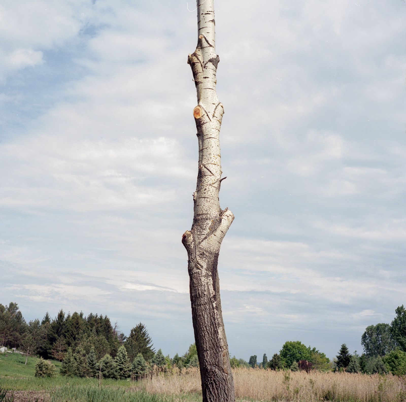 © Ioana Cirlig - Image from the BOTANICA photography project